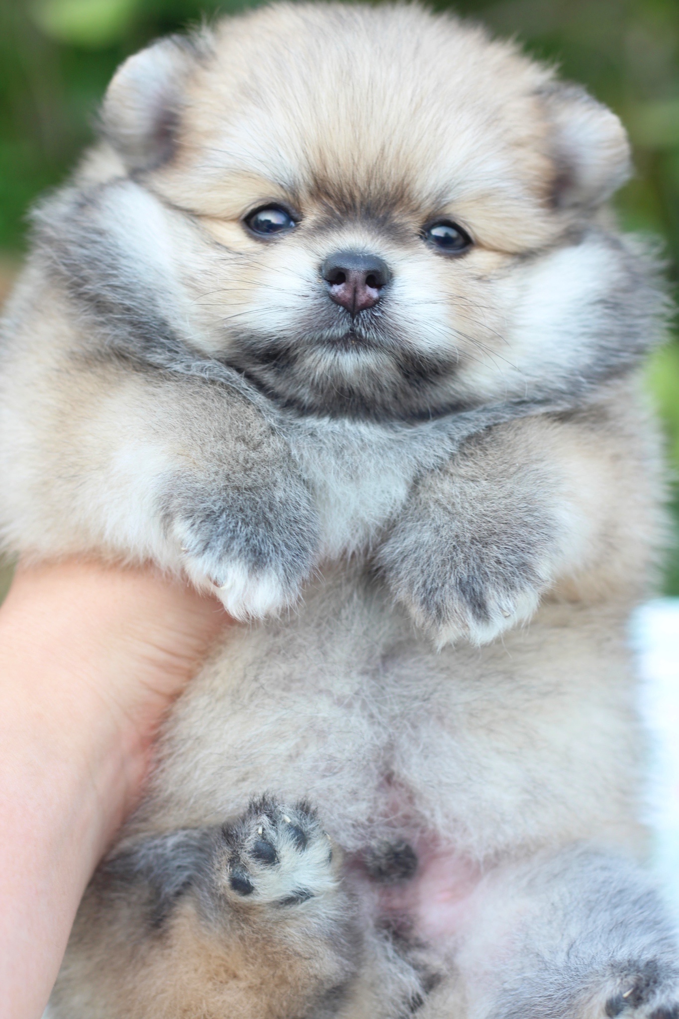 ปอมเมอเรเนียน เพศผู้ แฟนซี