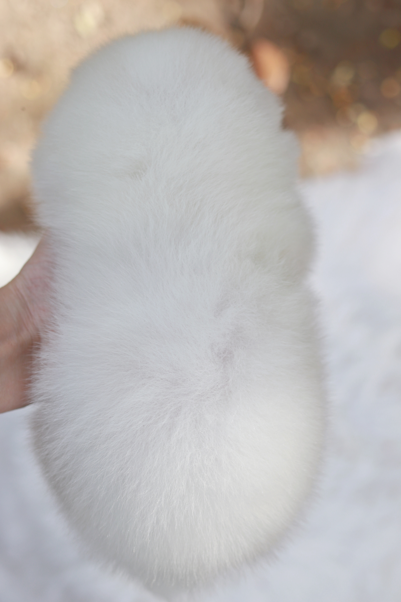 ปอมเมอเรเนียน เพศผู้ หน้าฟ็อก