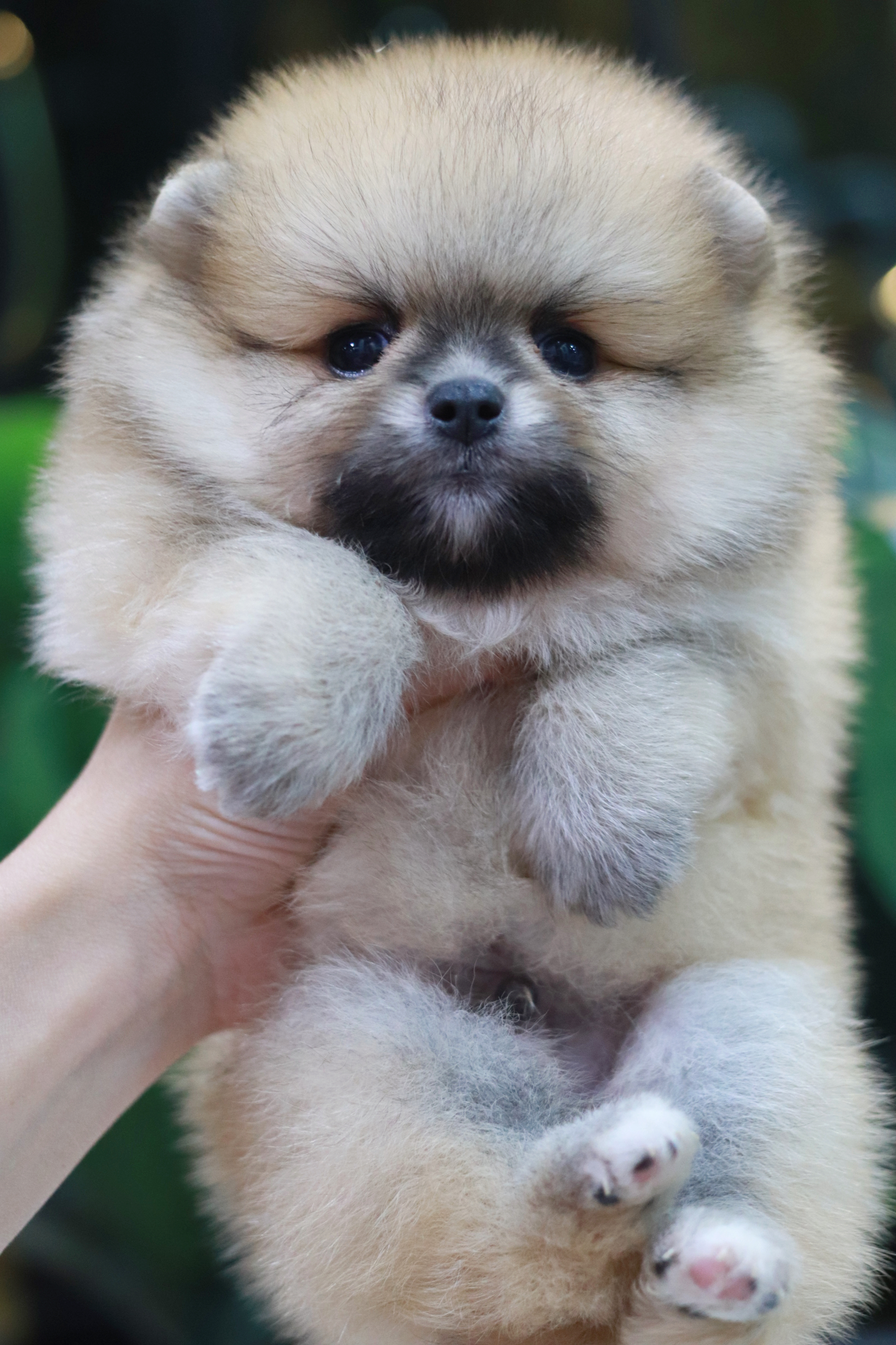 ปอมเมอเรเนียน เพศผู้ สีส้ม