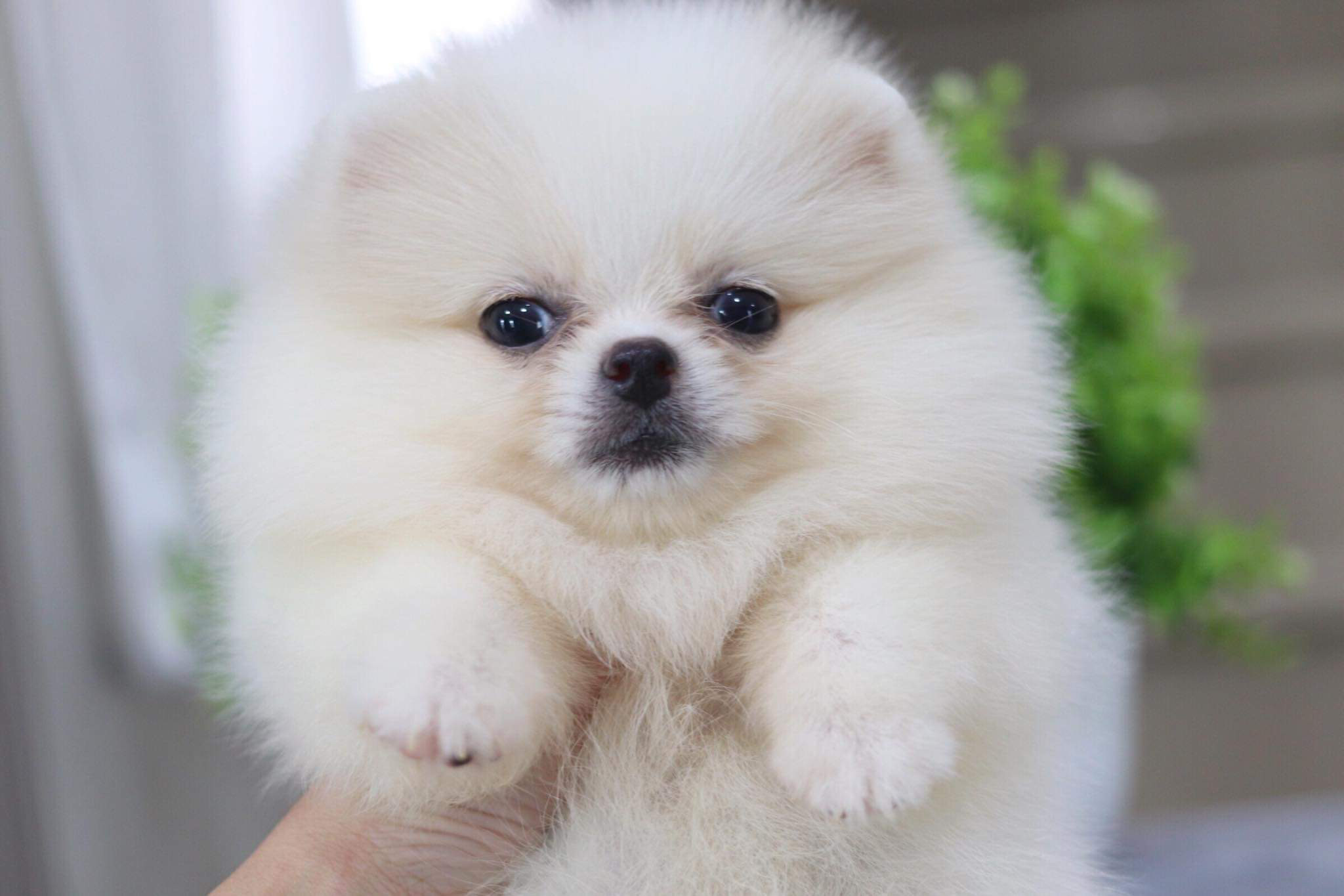 ปอมเมอเรเนียน เพศเมีย