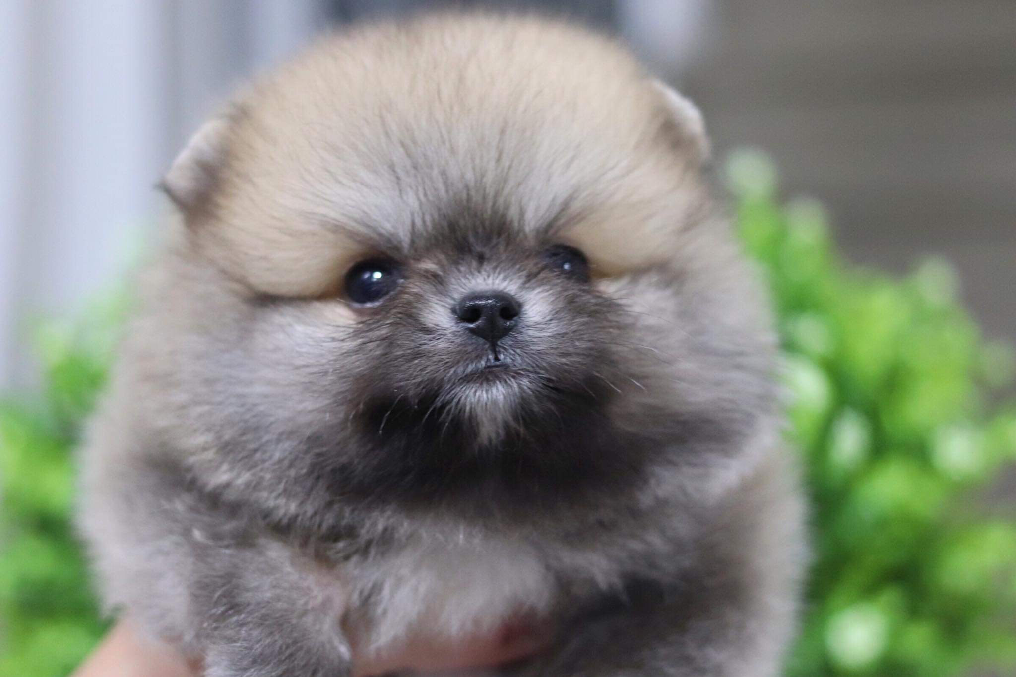 ปอมเมอเรเนียน เพศผู้