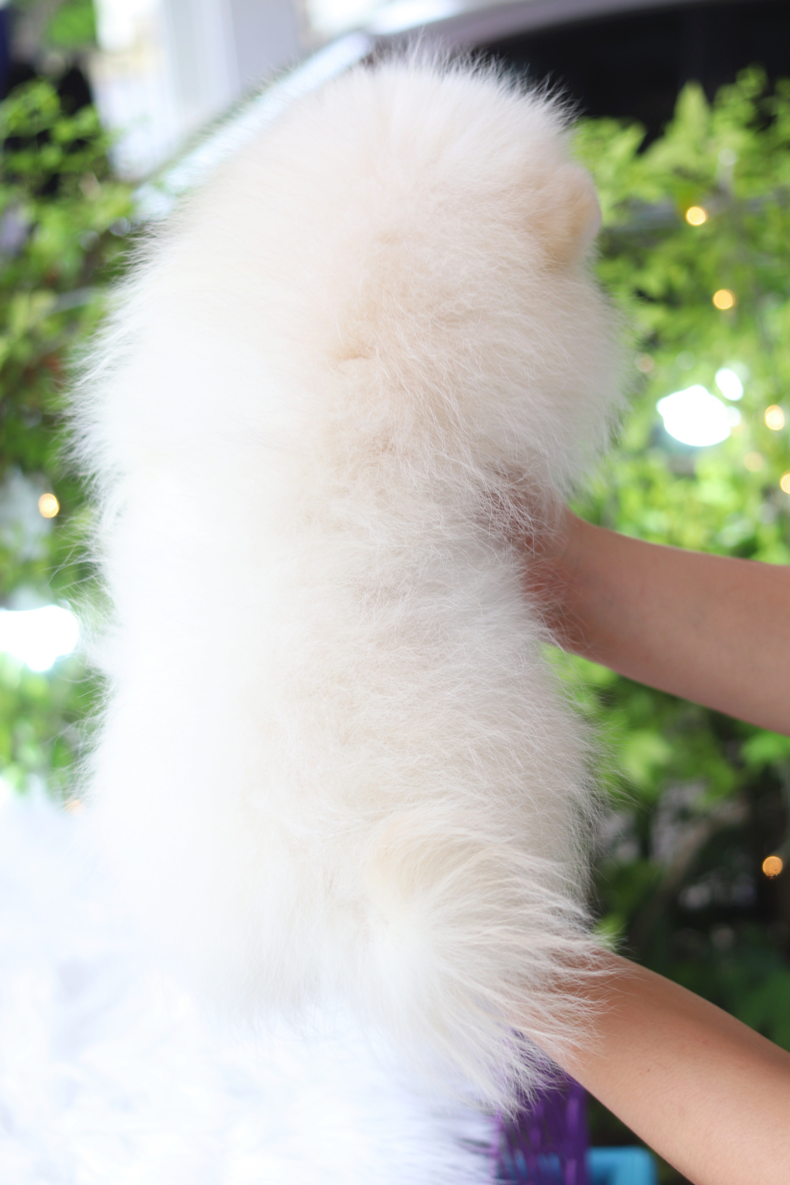 ปอมเมอเรเนียน เพศเมียสีขาวครีม