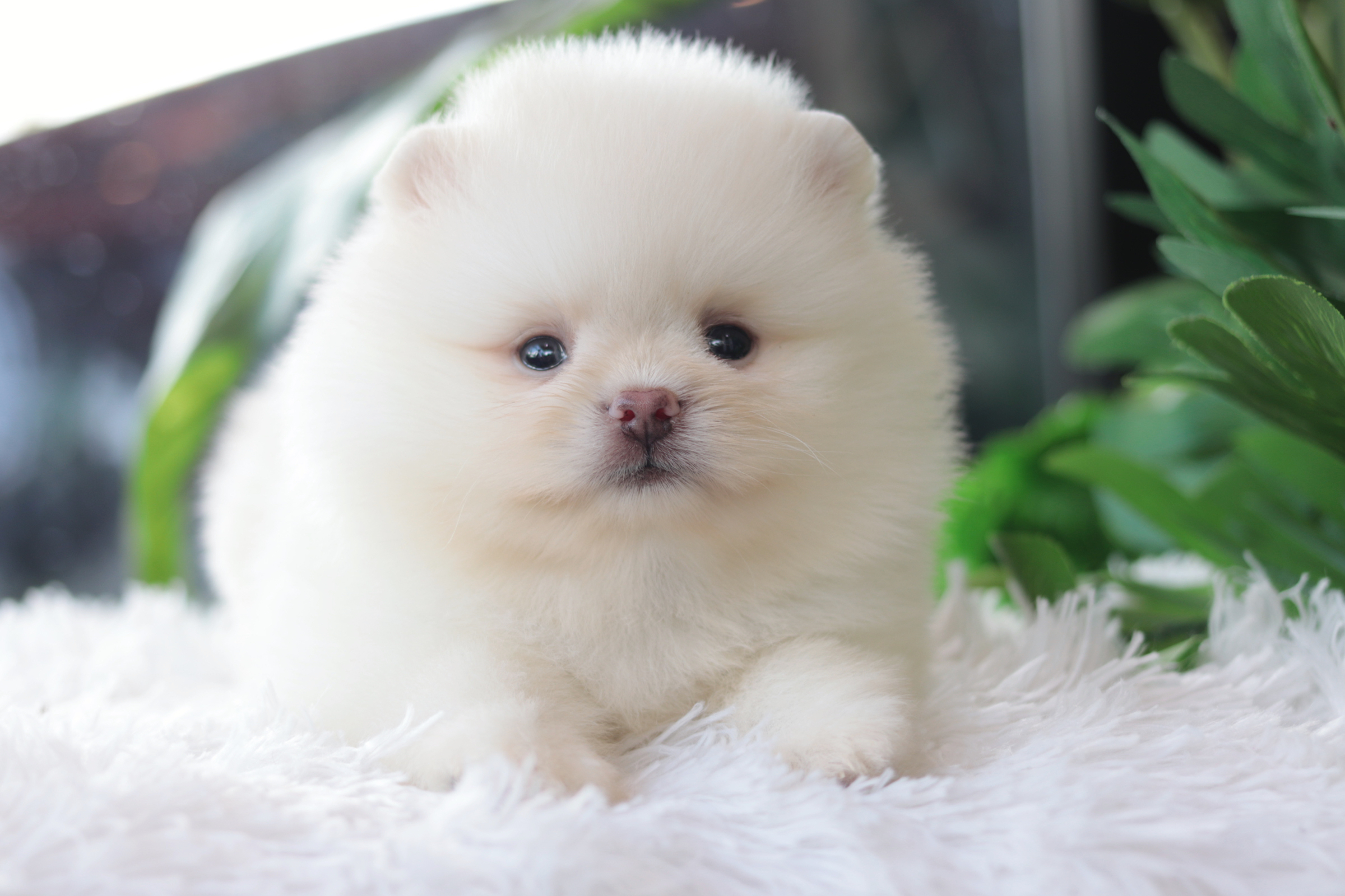 ปอมเมอเรเนียน เพศสีขาวเพศผู้หน้าตุ๊กตา