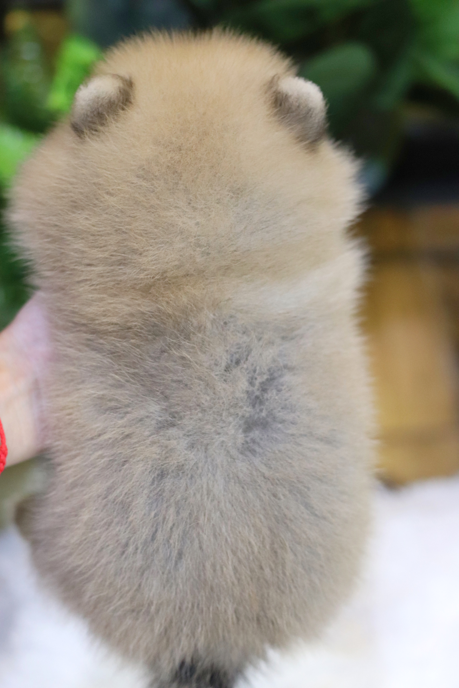 ปอมเมอเรเนียน เพศผู้ สีส้ม