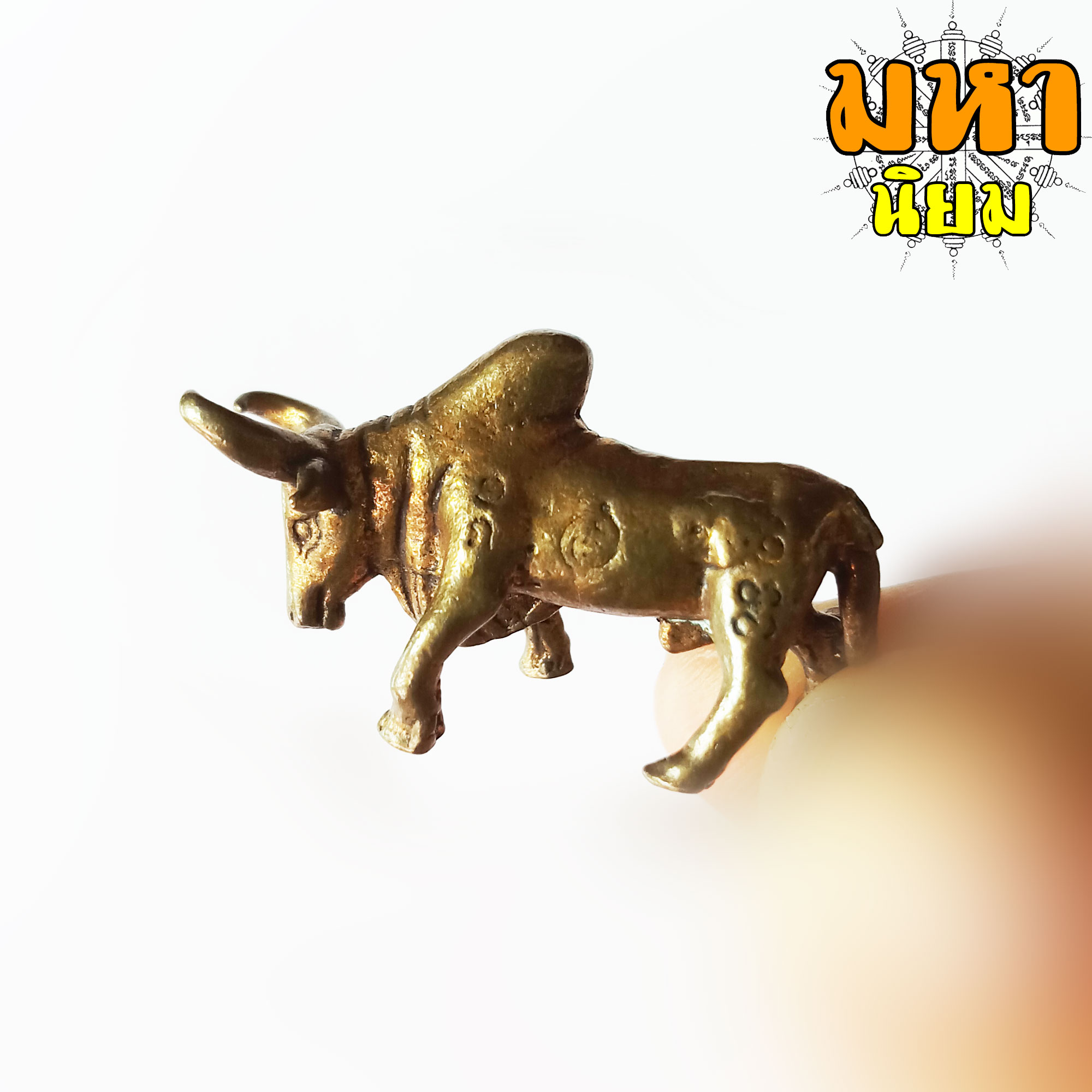 วัวธนู ครูบาดวงดี ยติโก วัดบ้านฟ่อน จ.เชียงใหม่