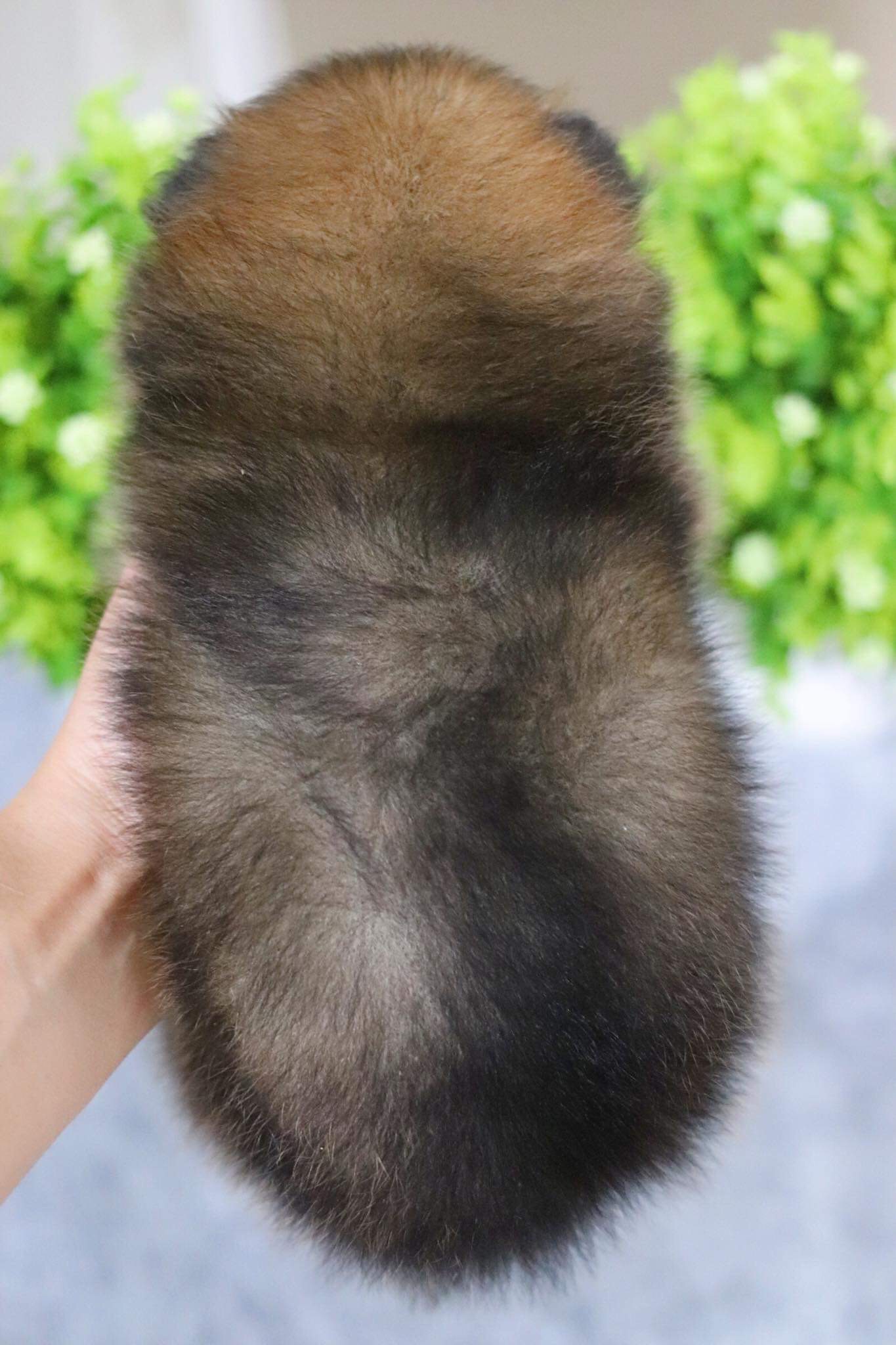 ปอมเมอเรเนียน เพศผู้