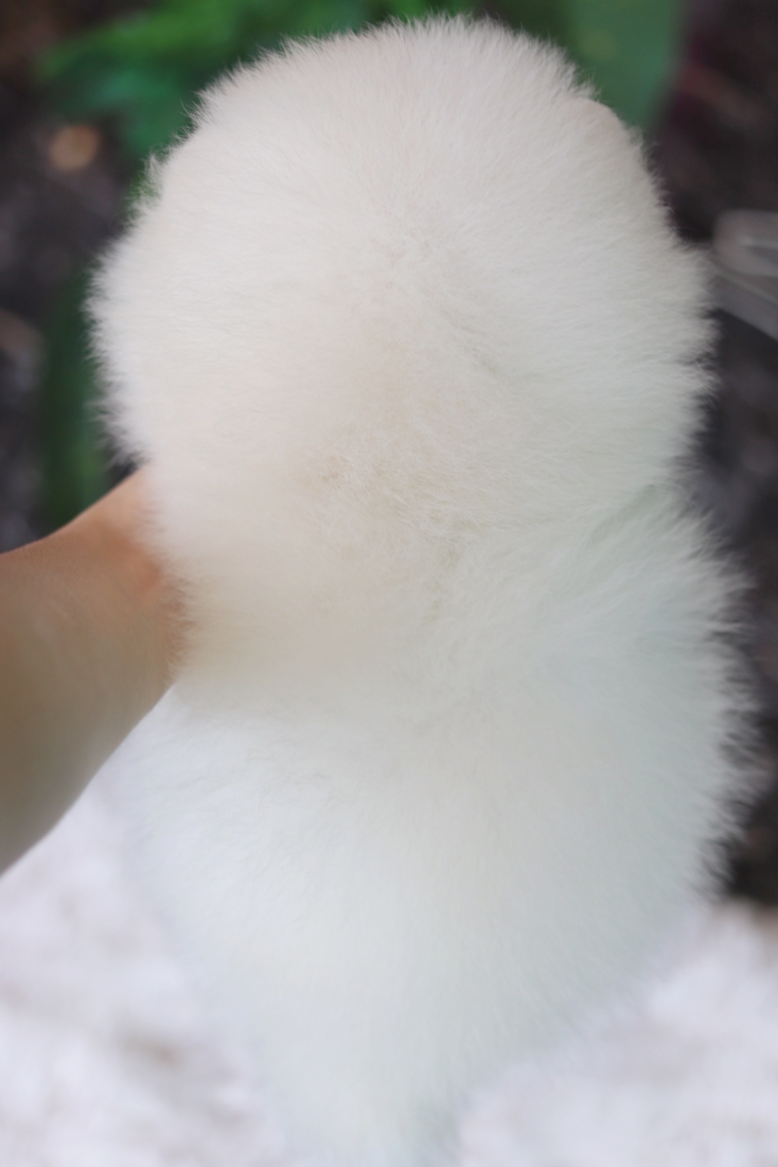 ปอมเมอเรเนียน เพศผู้ สีขาวครีม