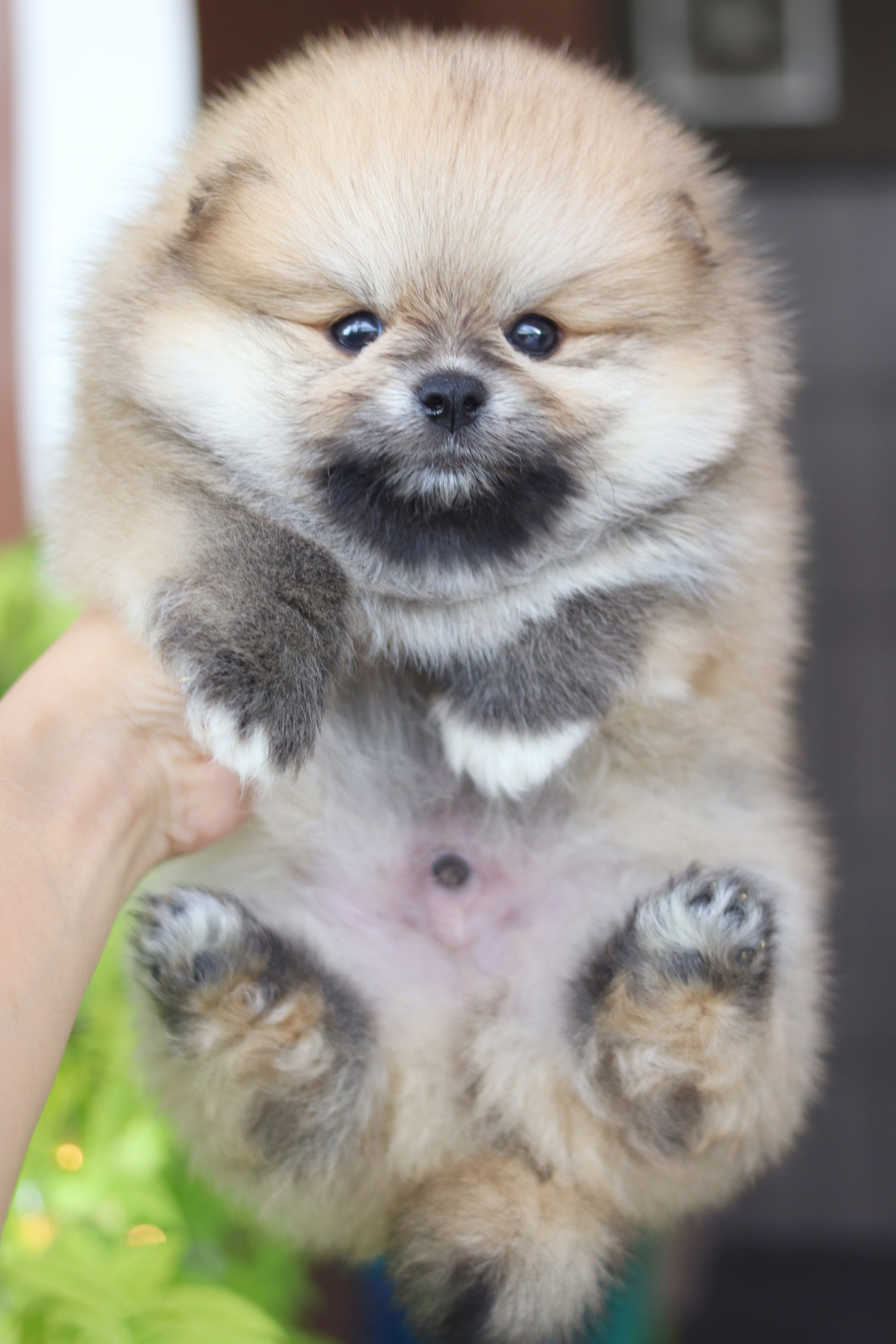 ปอมเมอเรเนียน เพศผู้สีส้ม เกรดโชว์