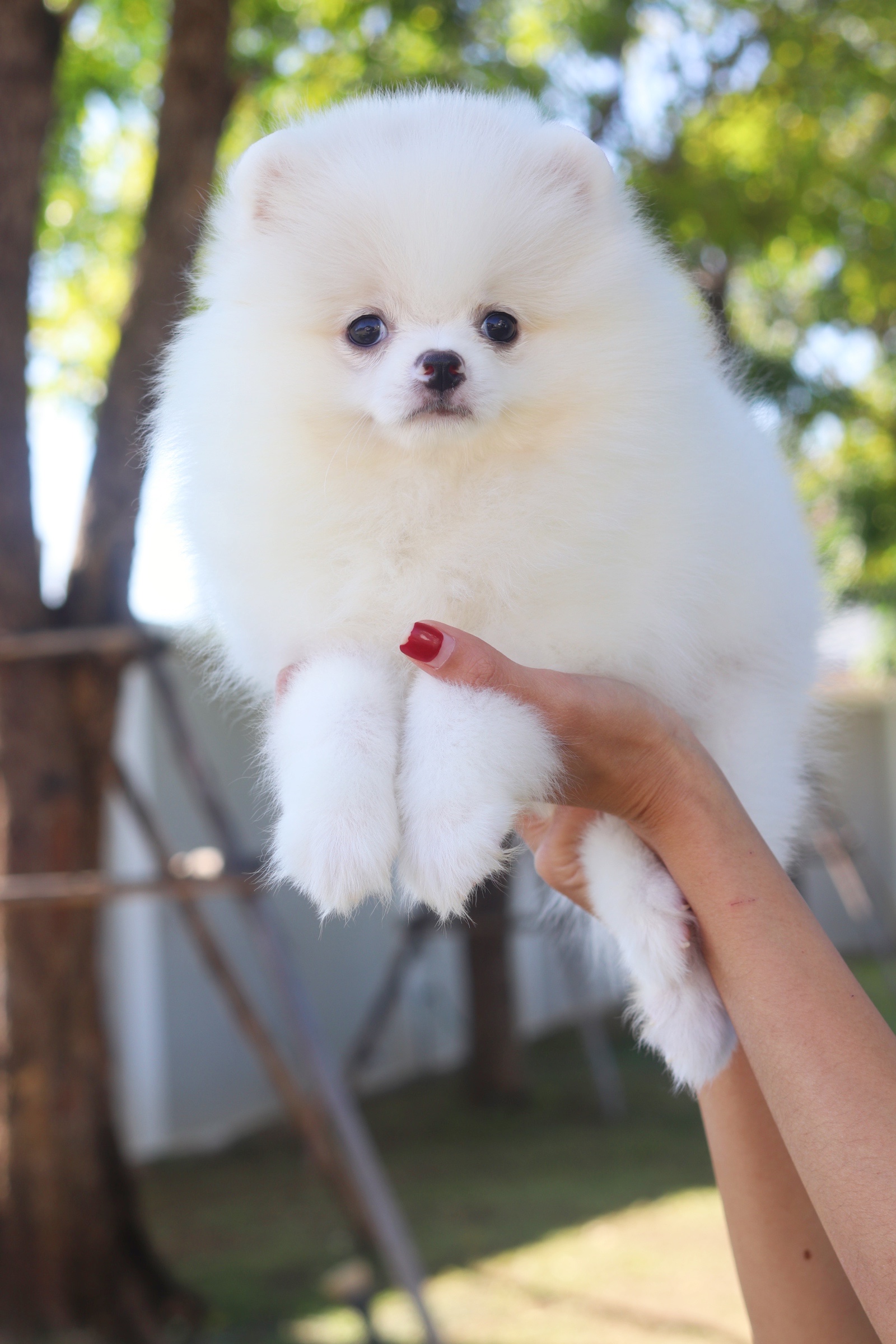 ปอมเมอเรเนียน เพศผู้ สีขาวครีม