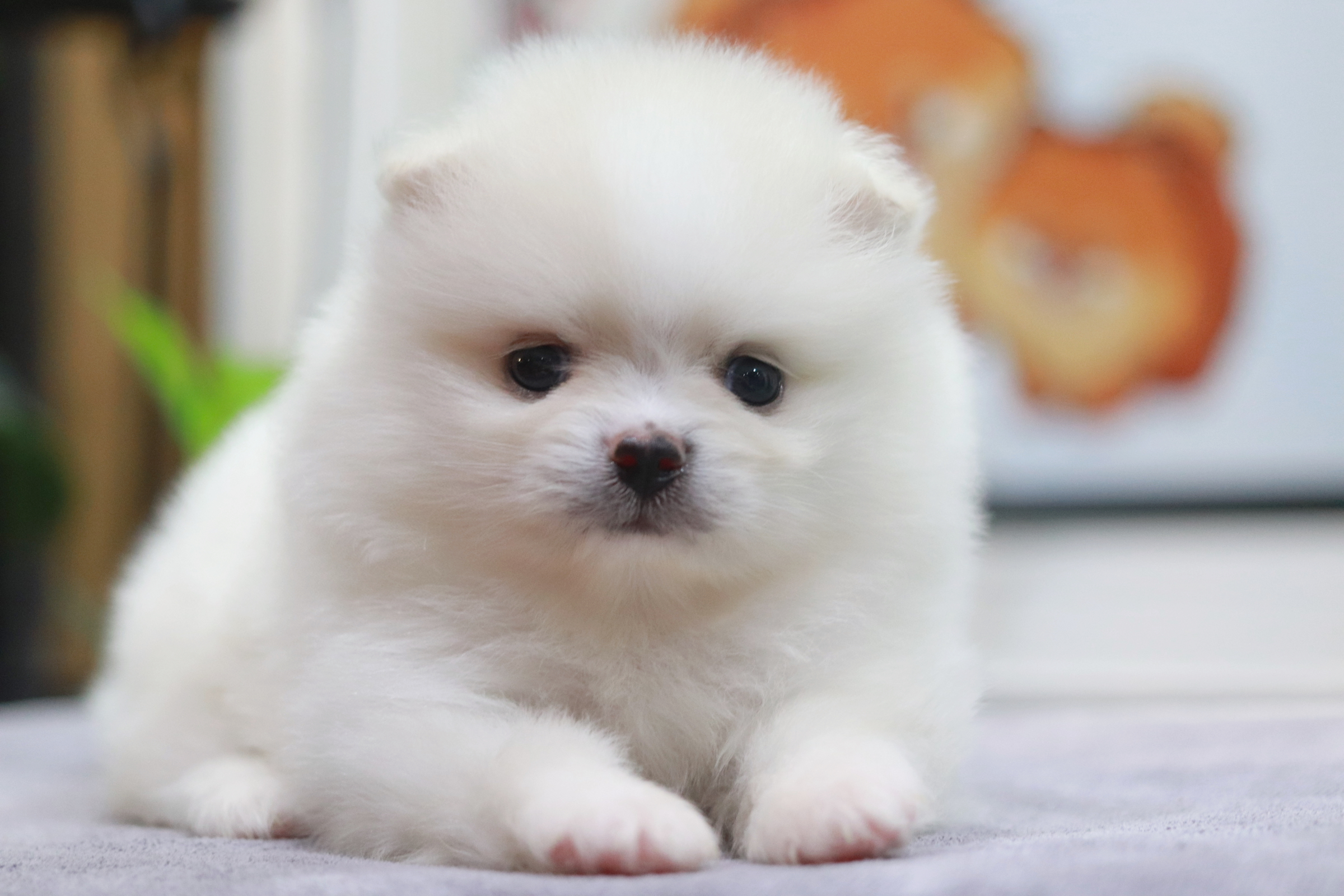 ปอมเมอเรเนียน เพศเมีย