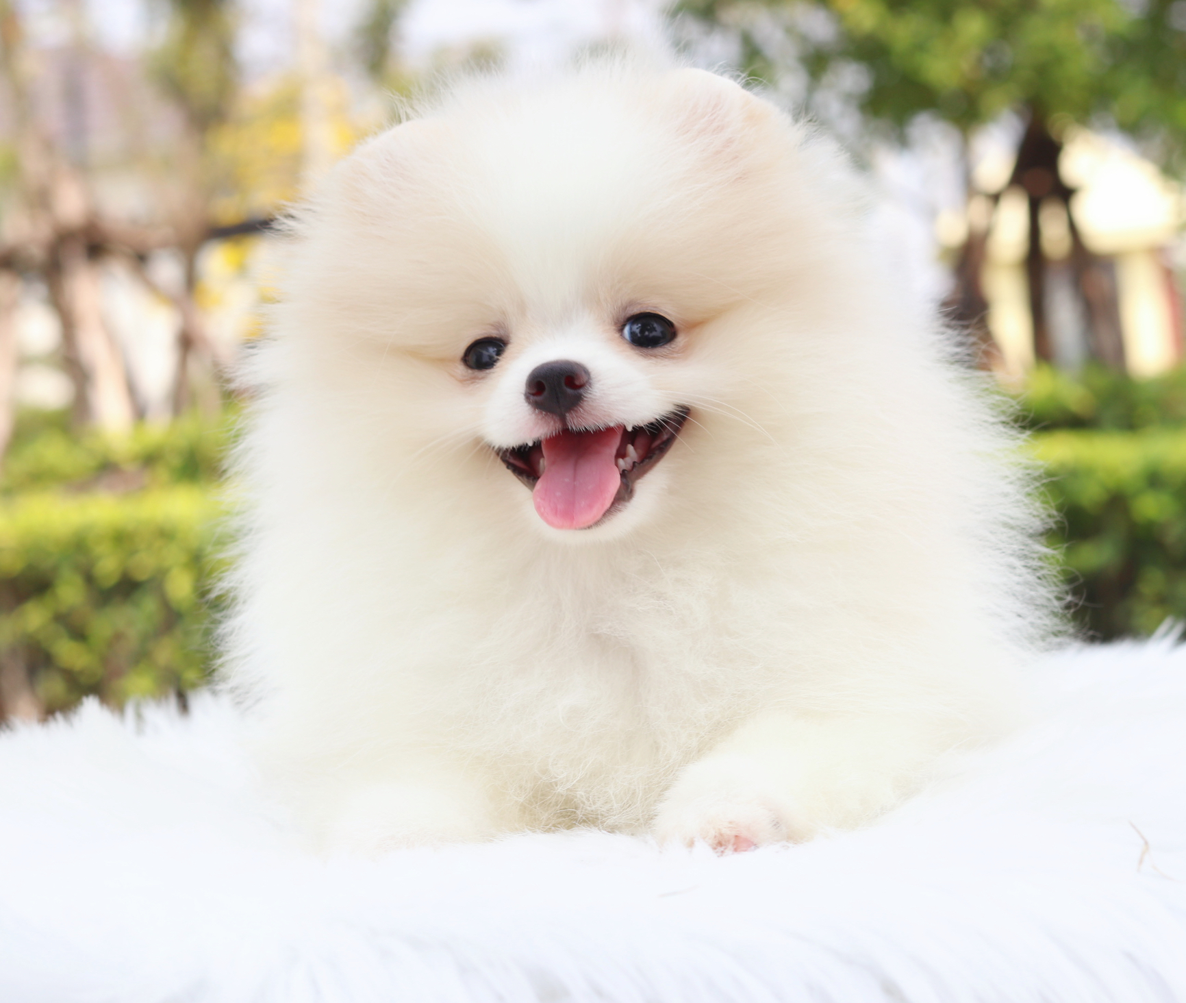 ปอมเมอเรเนียน เพศเมียสีแฟนซี