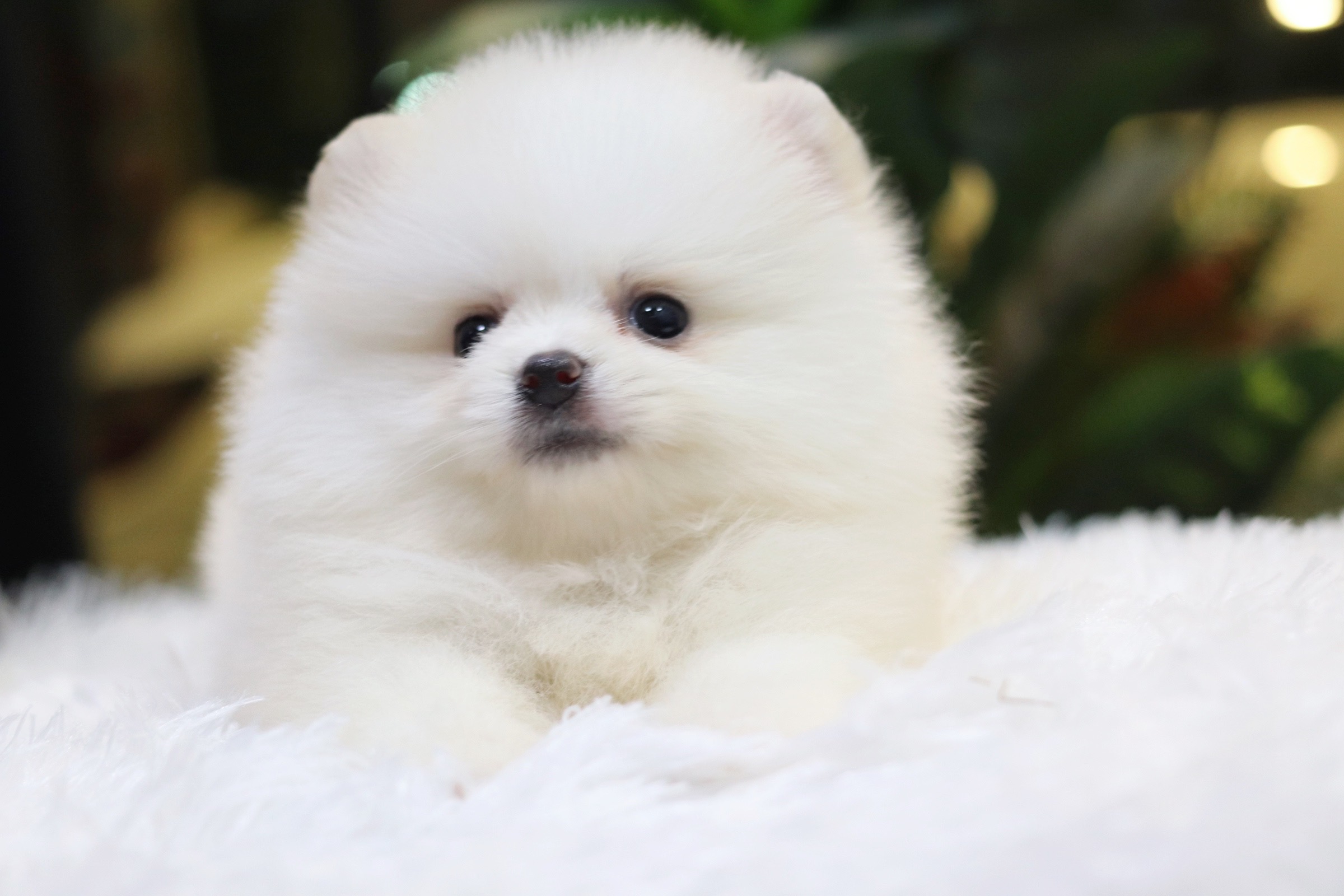 ปอมเมอเรเนียน เพศผู้ ขาวครีม