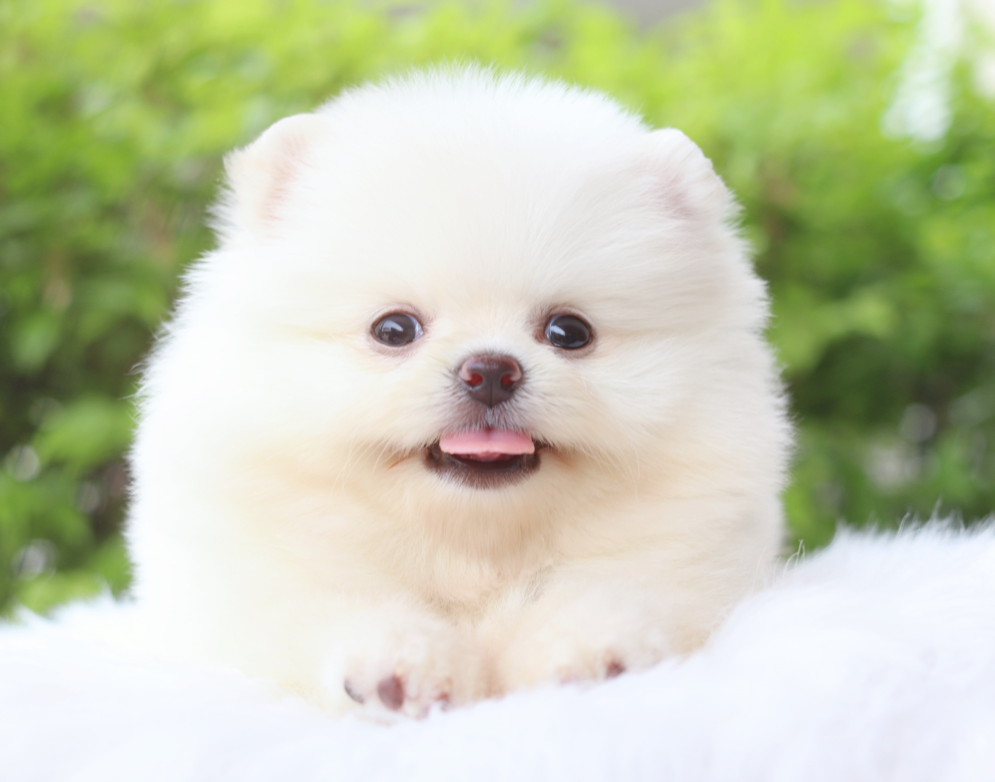 ปอมเมอเรเนียน เพศผู้สีขาวครีม