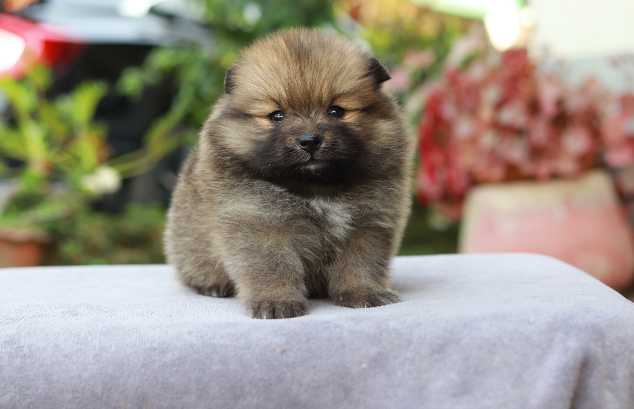 ปอมเมอเรเนียน เพศเมีย