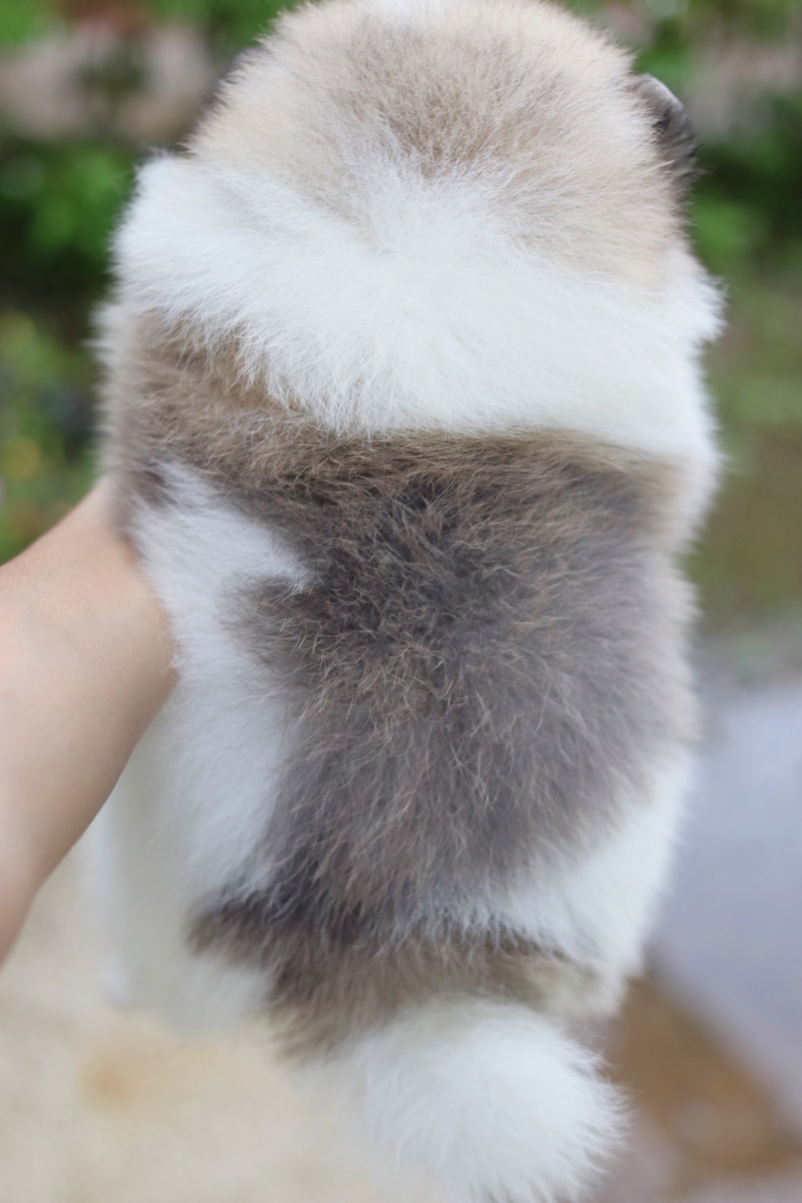 ปอมเมอเรเนียน เพศผู้ แฟนซี