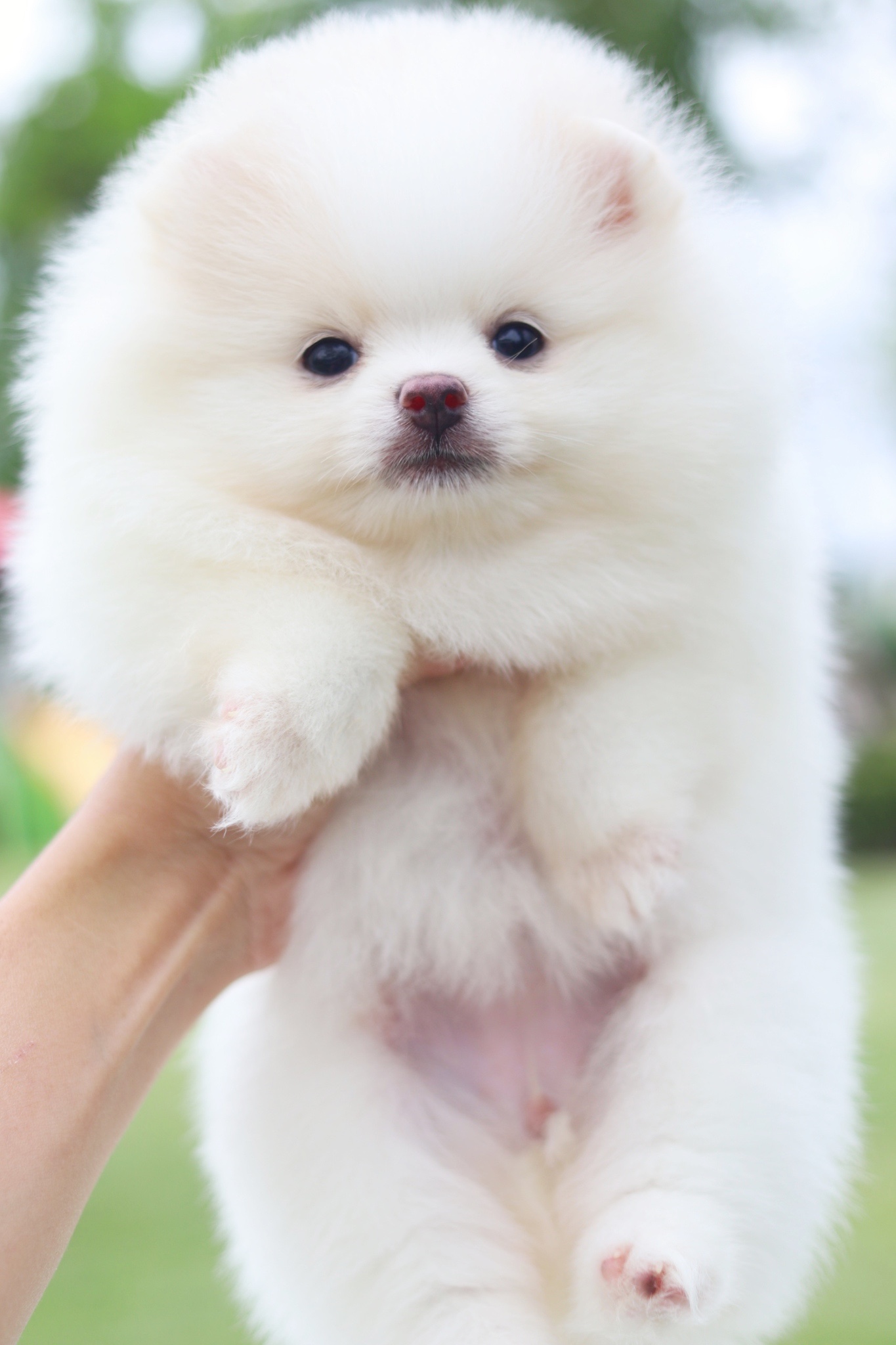 ปอมเมอเรเนียน เพศเมียสีขาวครีมเกรดโชว์