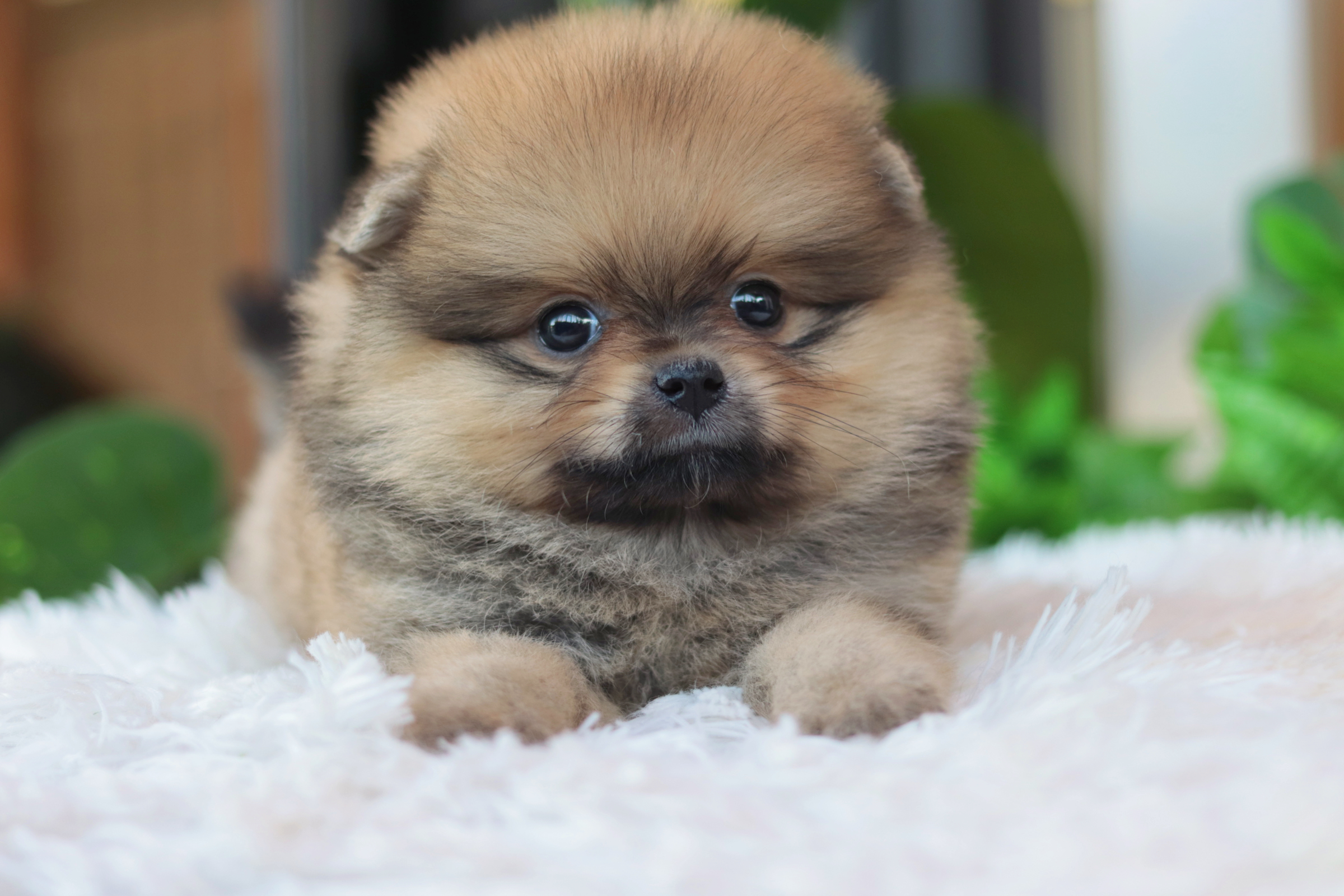 ปอมเมอเรเนียน เพศเมียสีส้ม