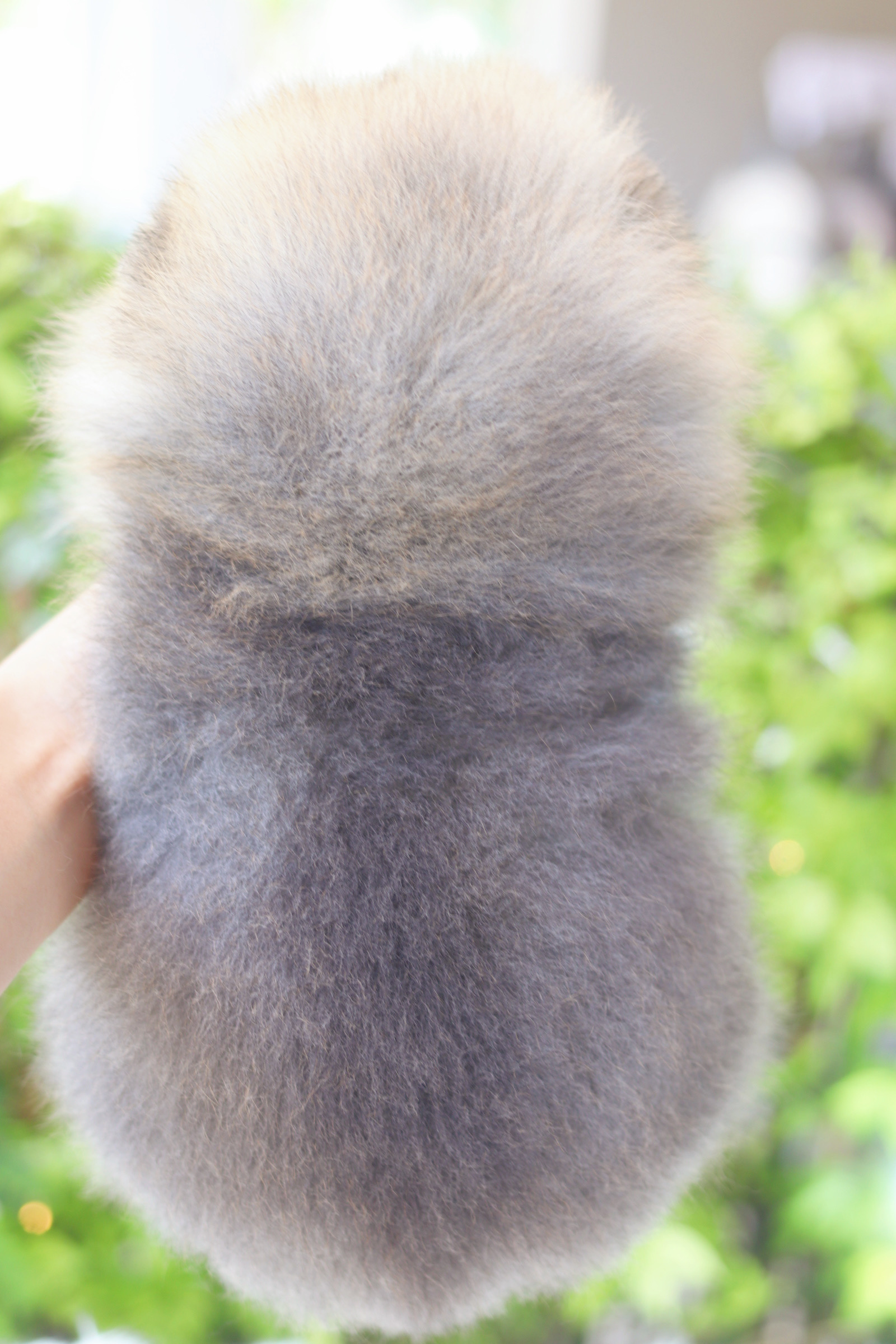 ปอมเมอเรเนียน เพศเมียสีส้มเกรดโชว์