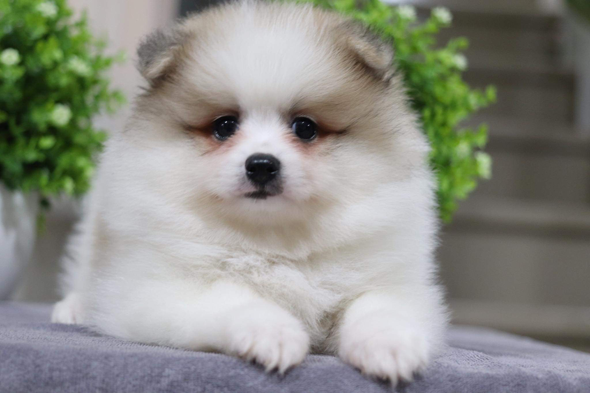 ปอมเมอเรเนียน เพศผู้