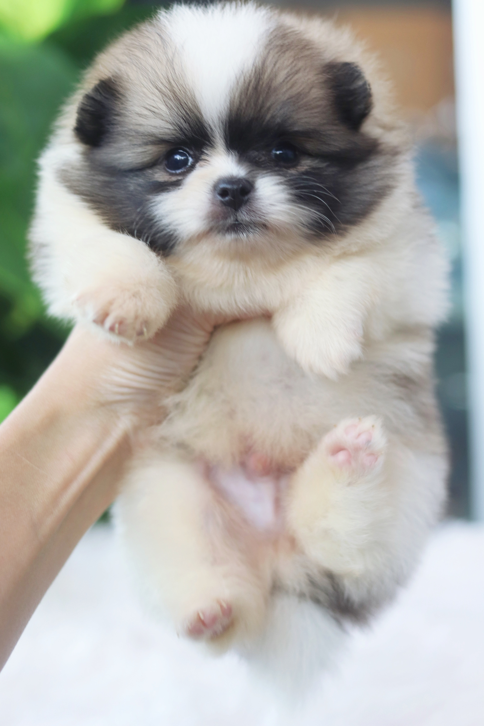 ปอมเมอเรเนียน เพศผู้ แฟนซี