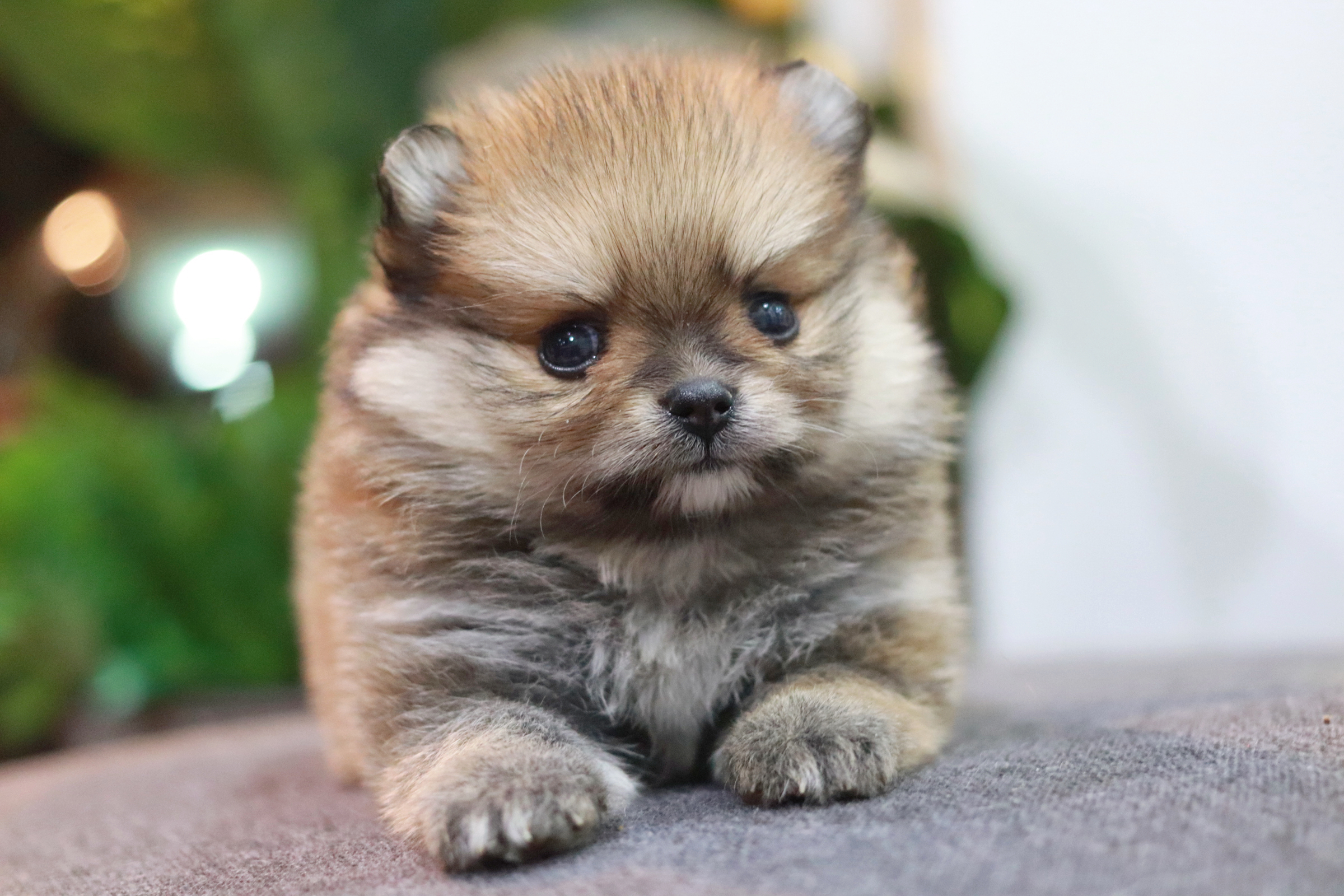 ปอมเมอเรเนียน เพศเมีย สีส้ม