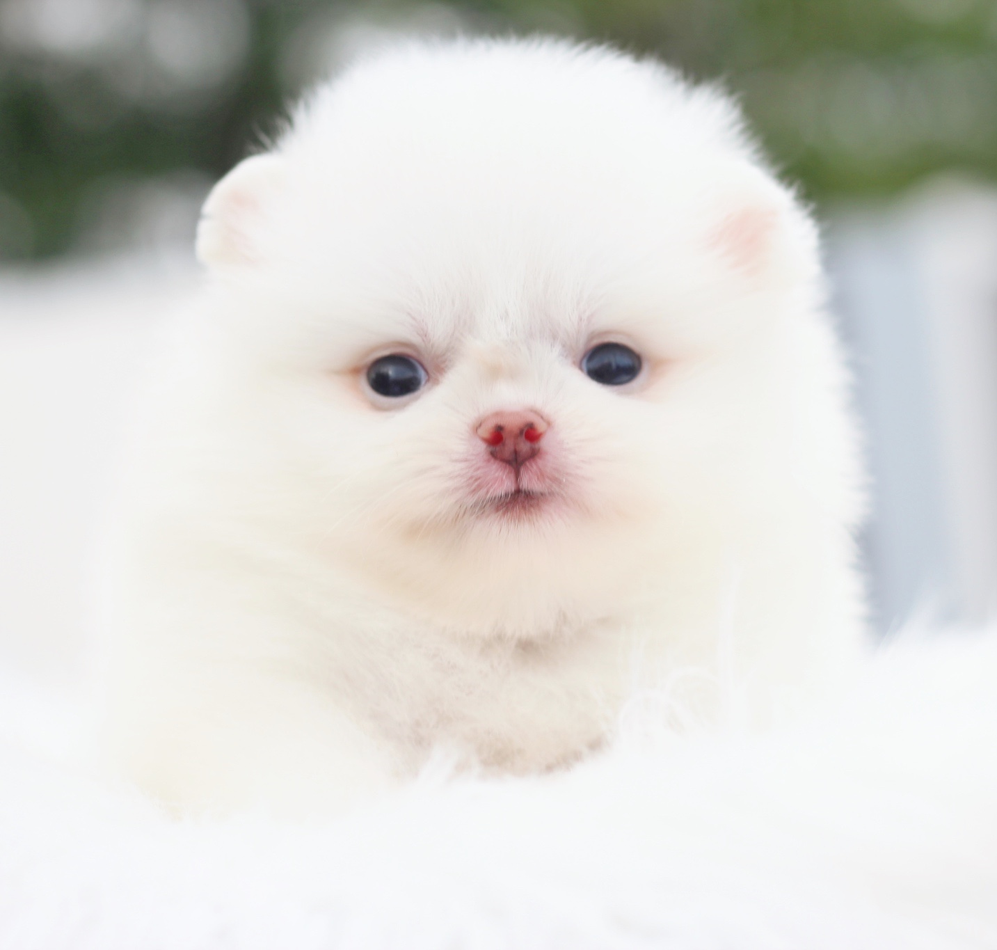 ปอมเมอเรเนียน เพศเมียสีขาวครีม เกรดโชว์