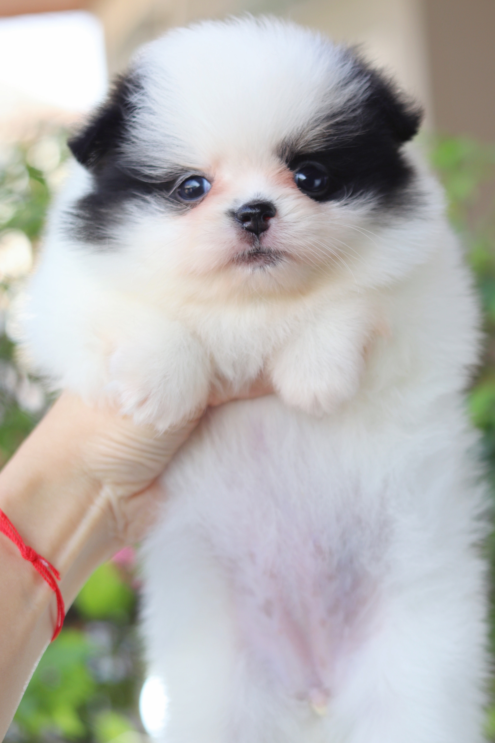 ปอมเมอเรเนียน เพศเมียสีแพนด้า