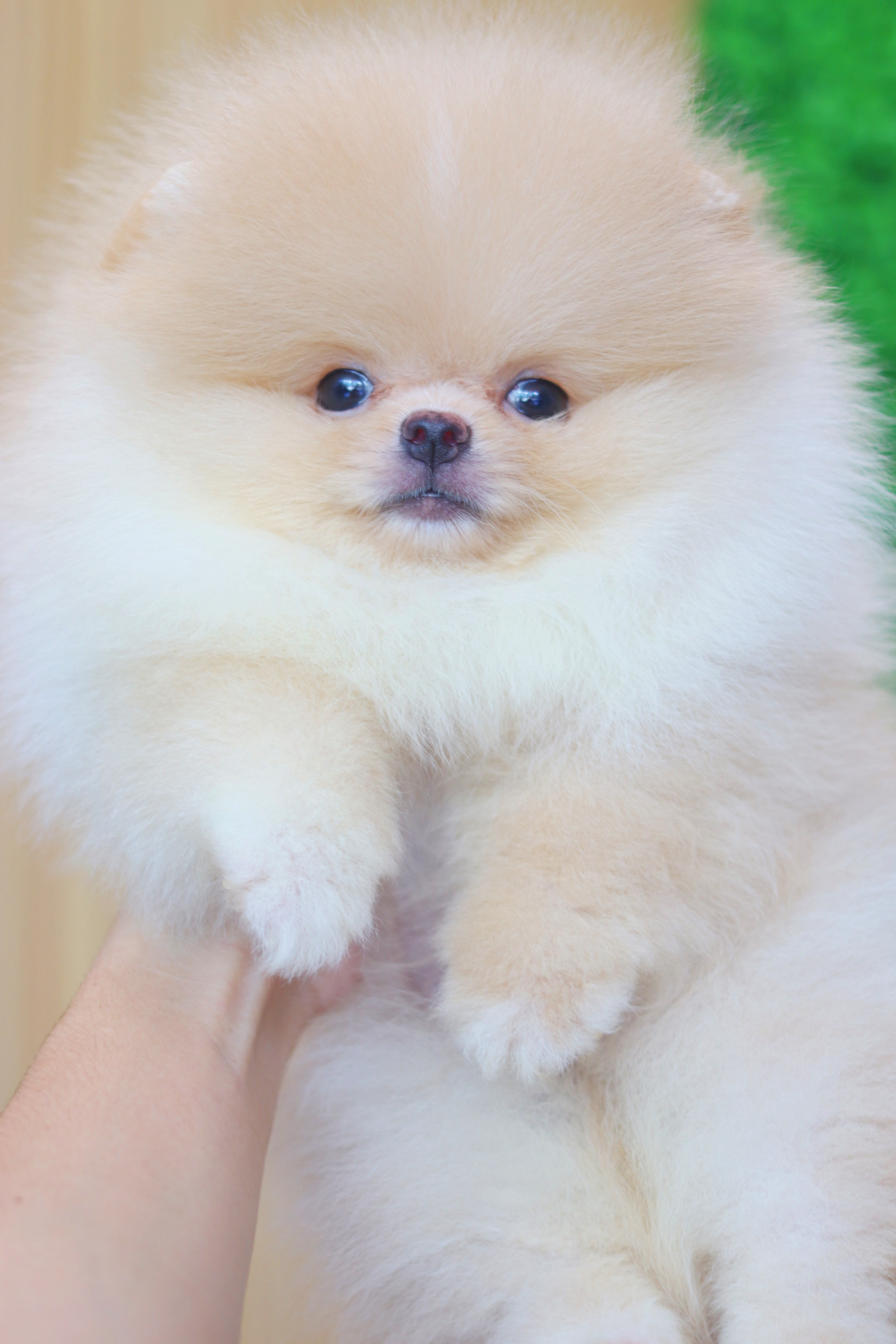 ปอมเมอเรเนียน เพศผู้สีครีม เกรดโชว์