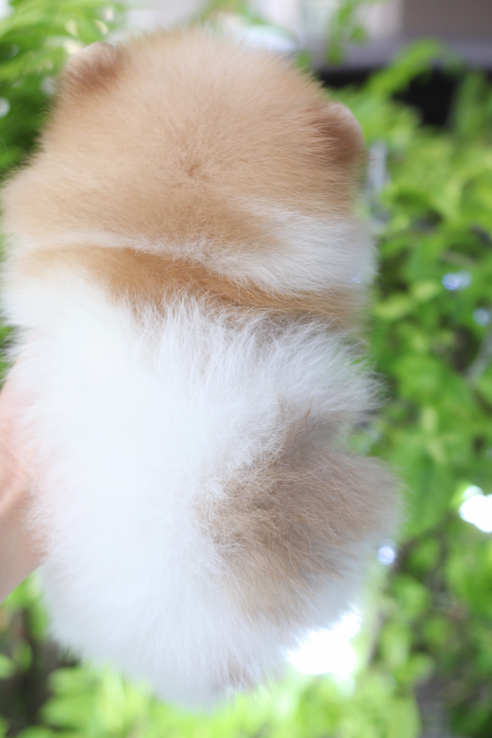 ปอมเมอเรเนียน เพศผู้สีแฟนซี