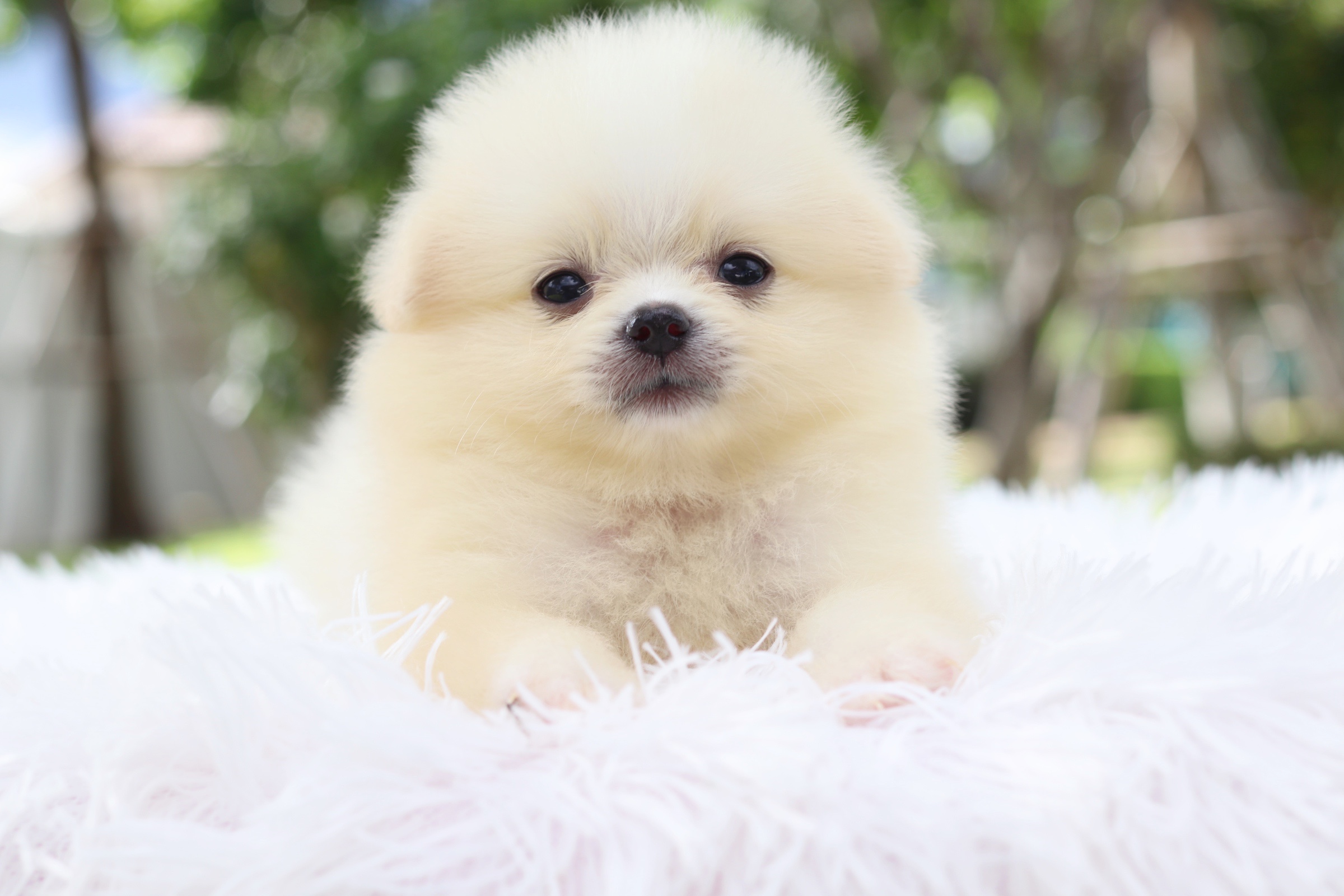 ปอมเมอเรเนียน เพศเมีย สีขาวครีม