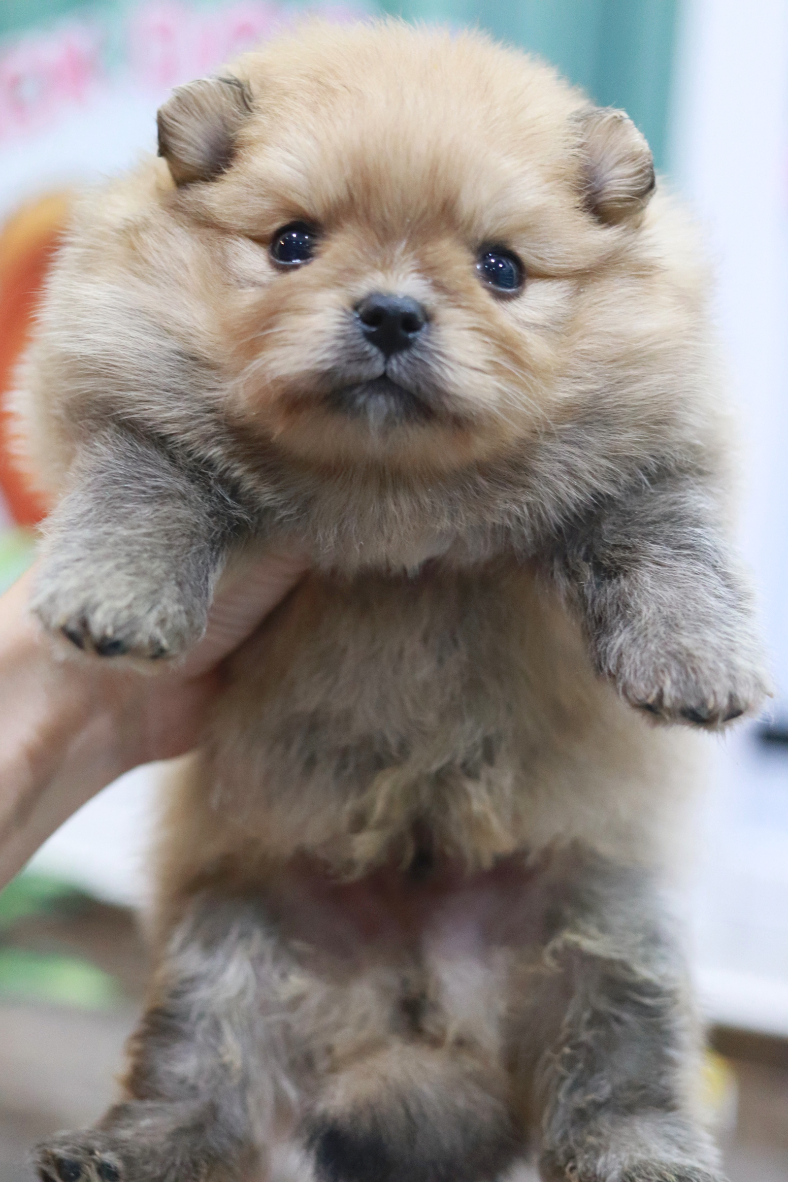 ปอมเมอเรเนียน เพศผู้