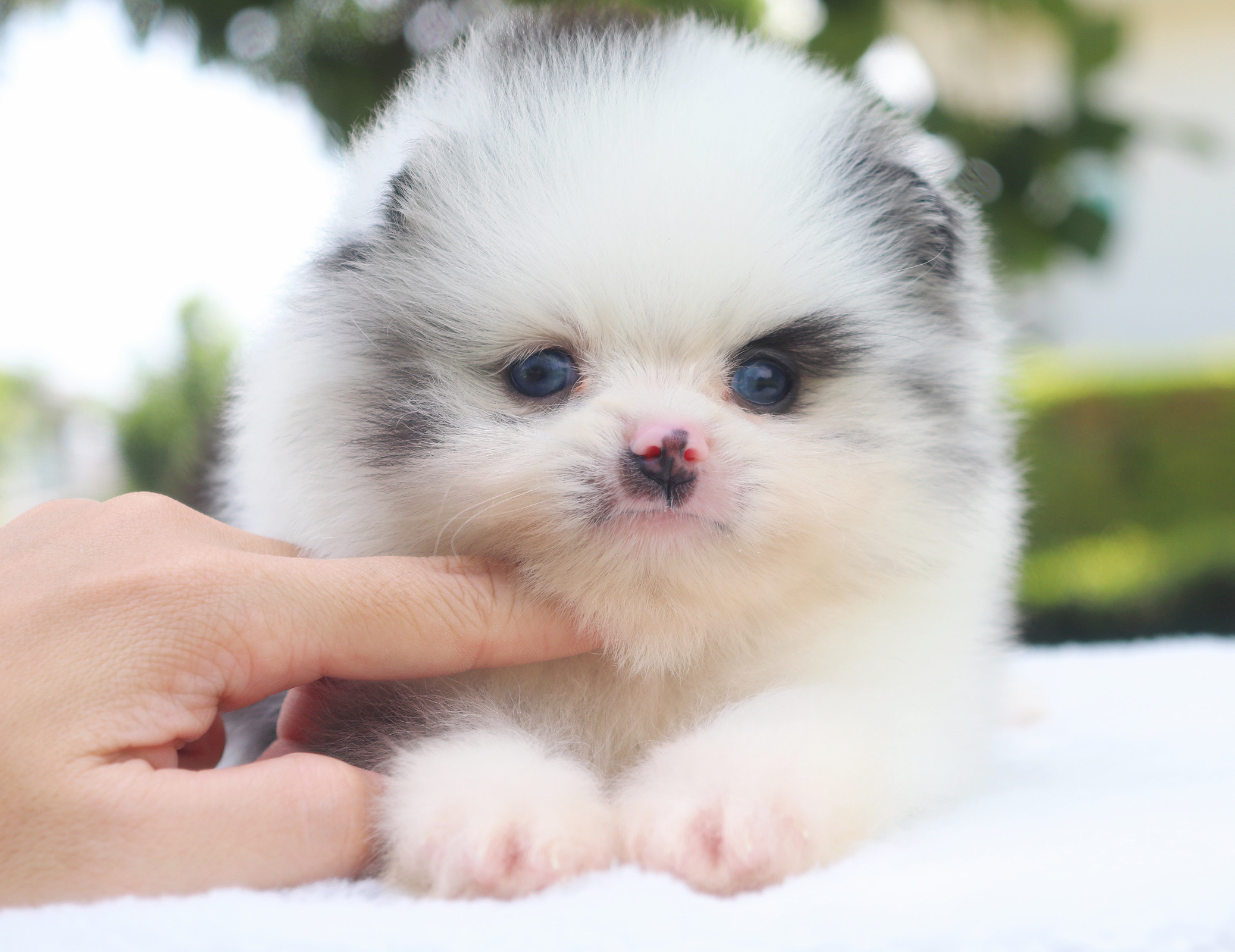 ปอมเมอเรเนียน เพศผู้ สีเมอร์เร่ ตาสีฟ้าคู่ เกรดโชว์