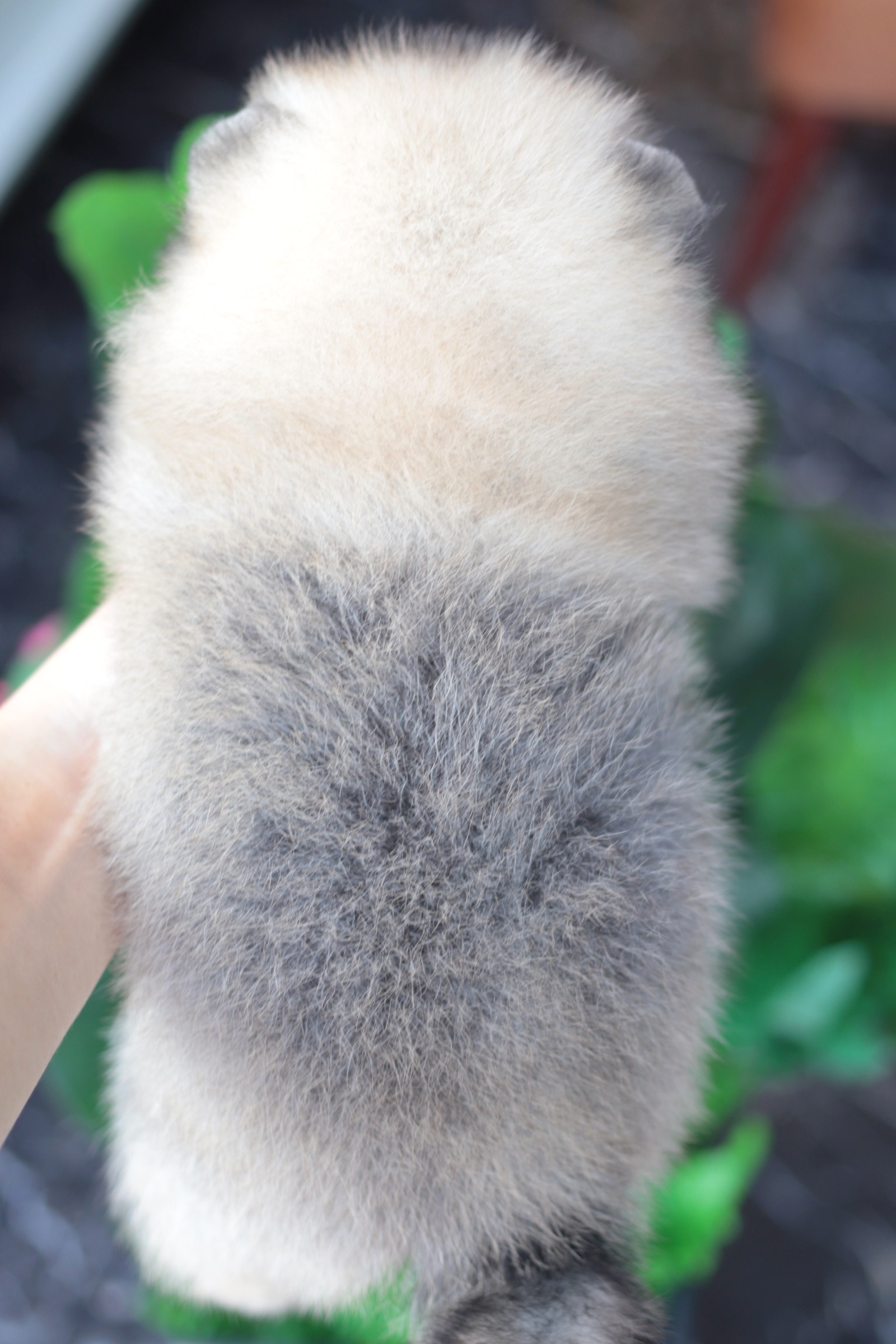 ปอมเมอเรเนียน เพศผู้ สีส้ม