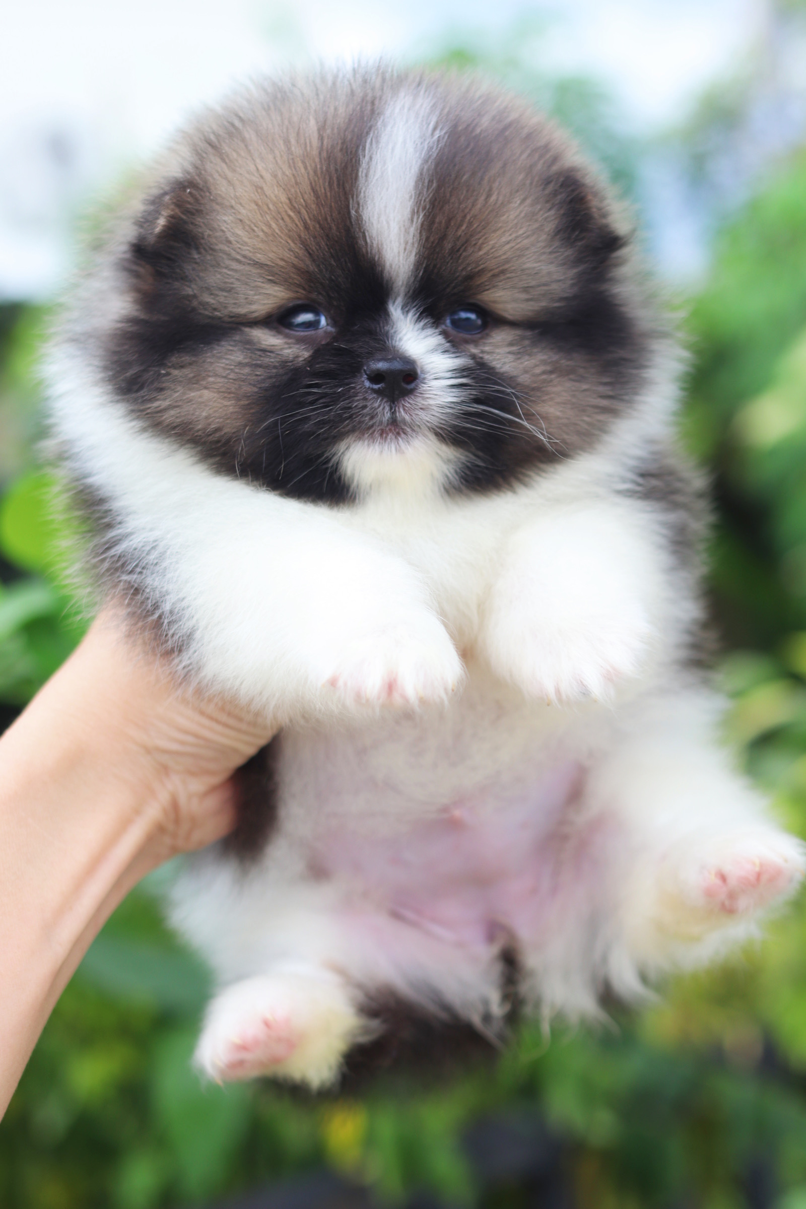 ปอมเมอเรเนียน เพศเมียสีแฟนซีเกรดโชว์