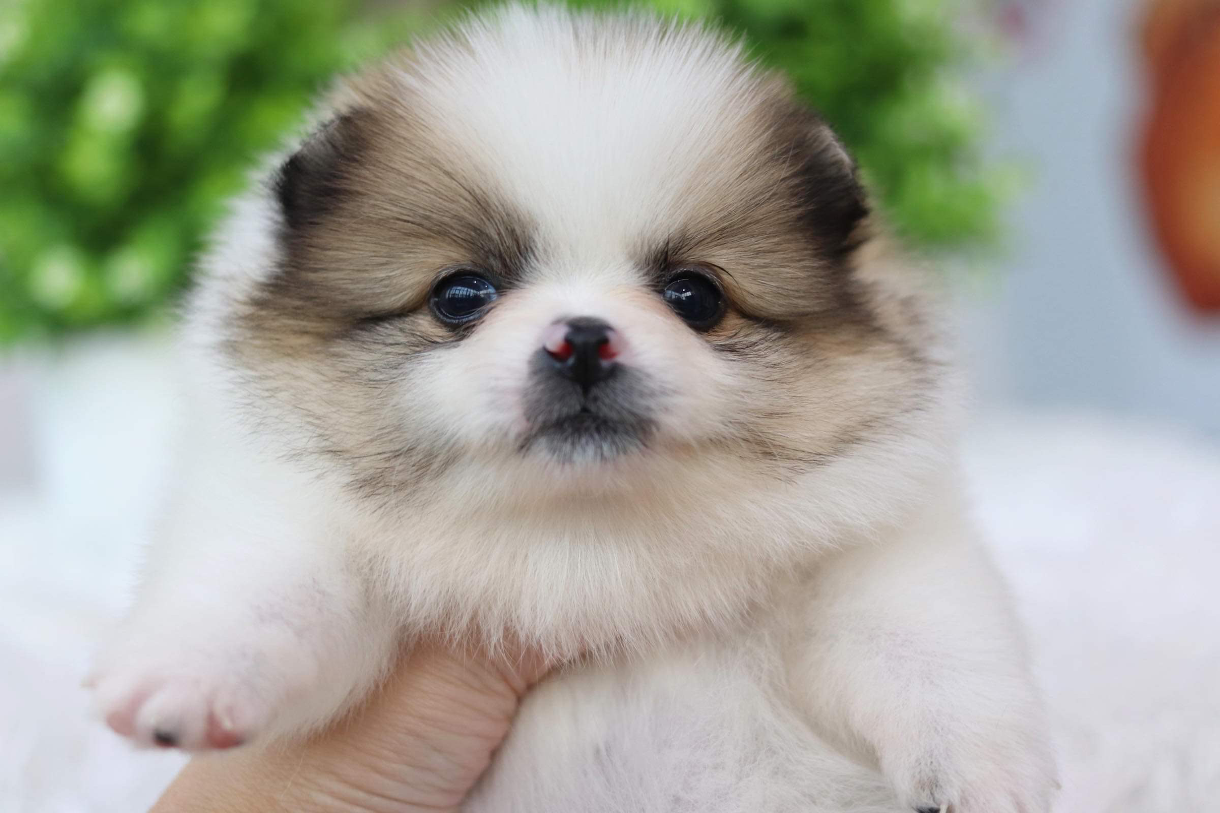 ปอมเมอเรเนียน เพศเมีย