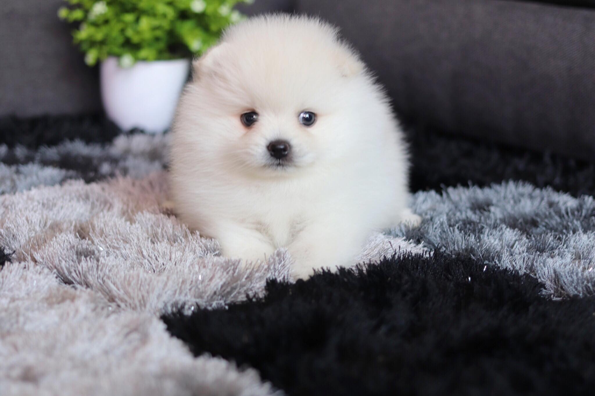 ปอมเมอเรเนียน เพศผู้