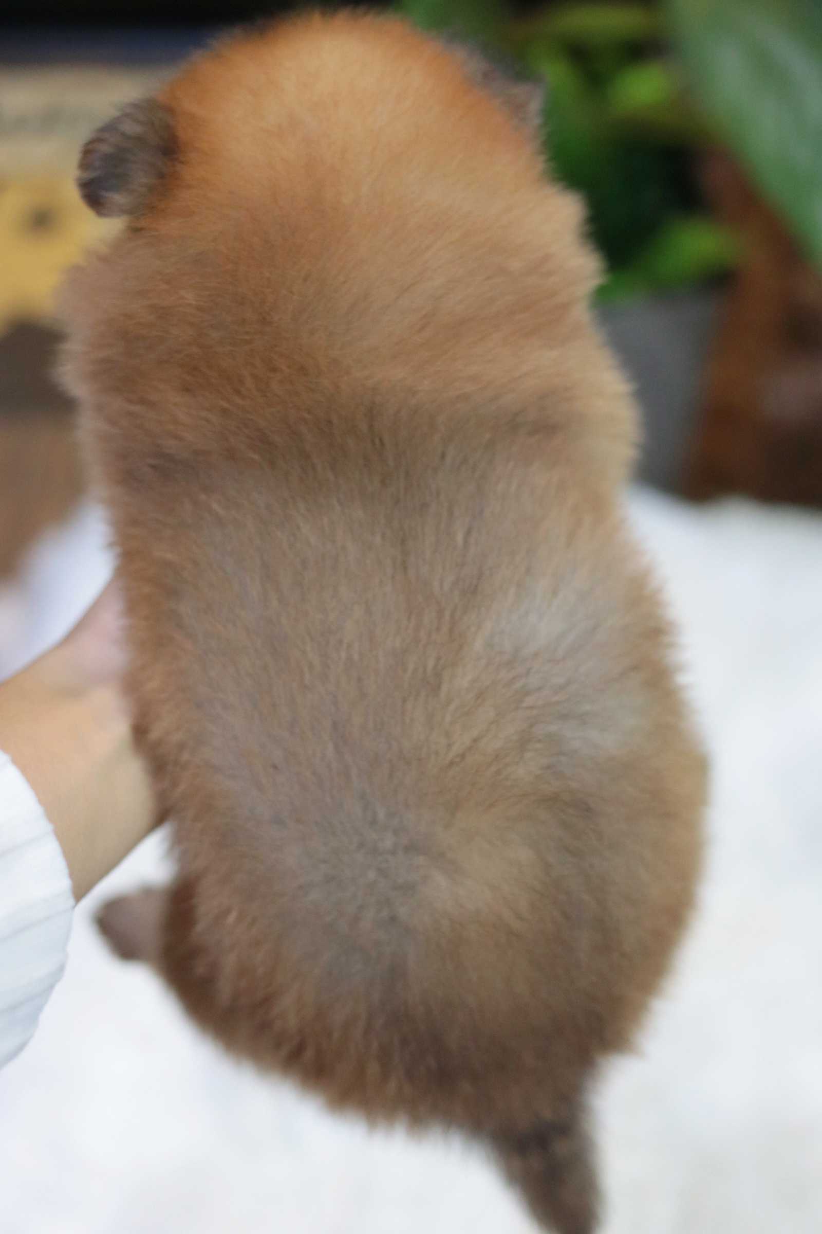 ปอมเมอเรเนียน เพศเมียสีส้ม