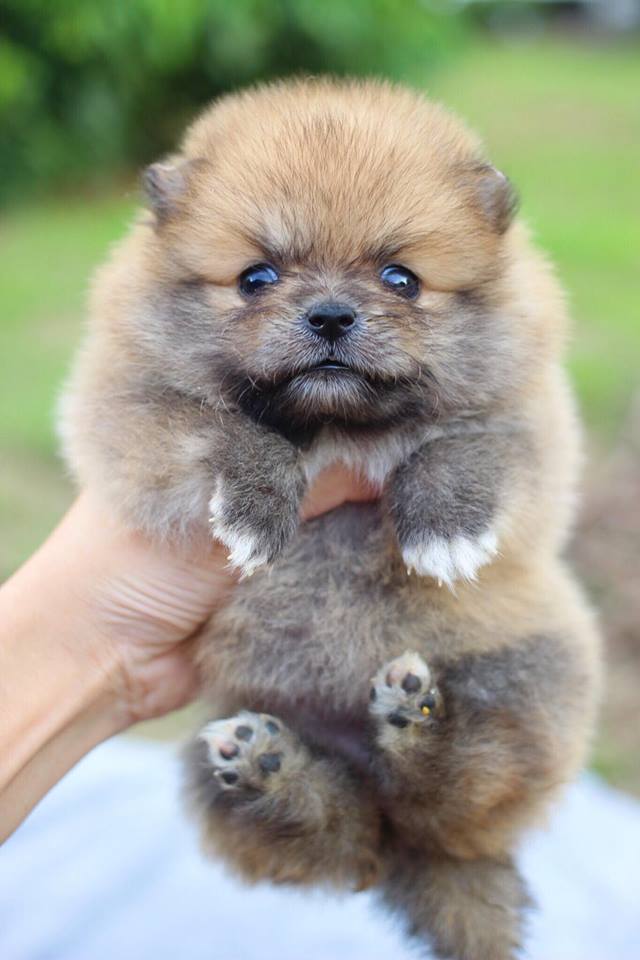 ปอมเมอเรเนียน เพศเมียทีคัพ