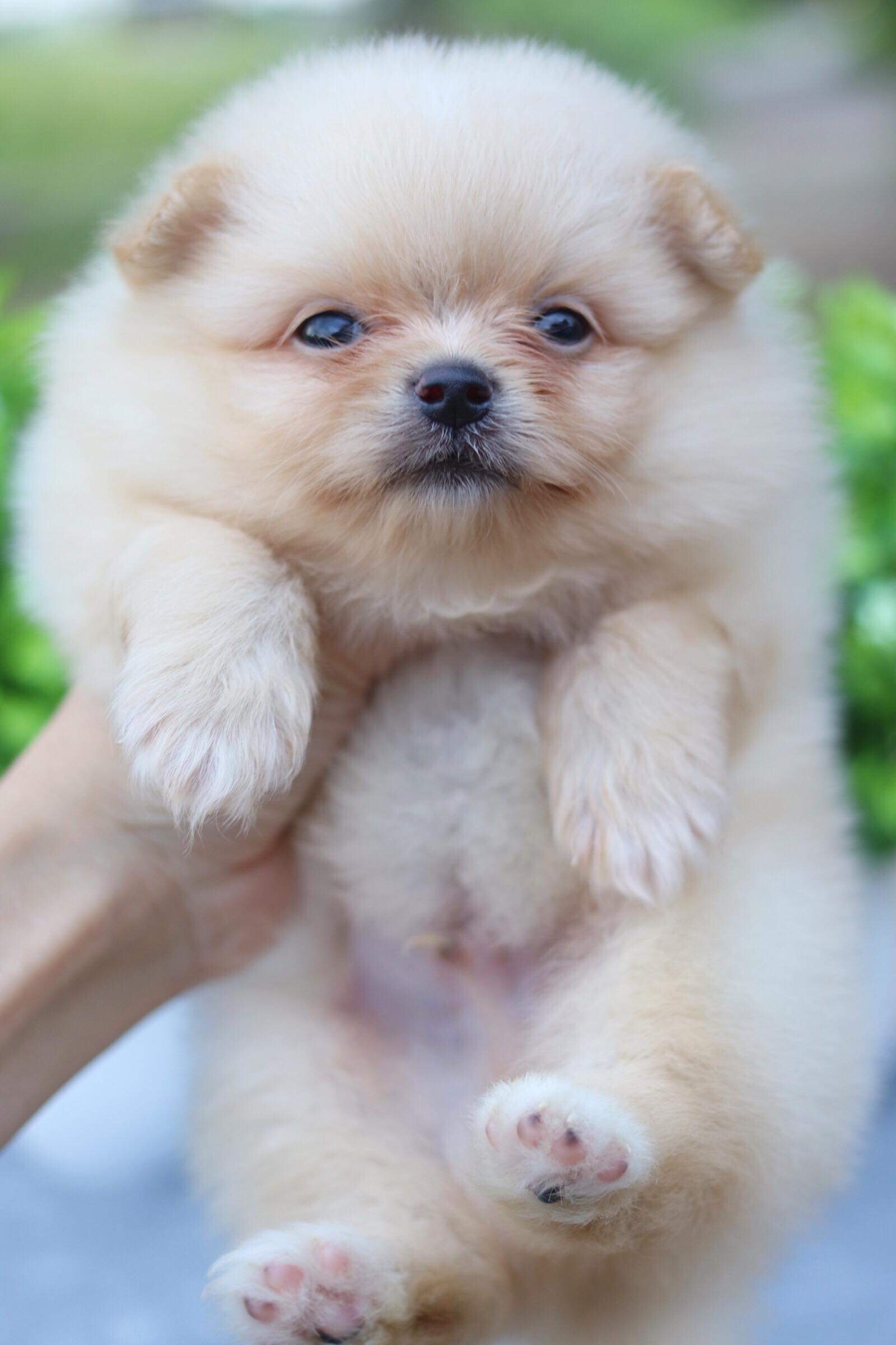 ปอมเมอเรเนียน เพศผู้