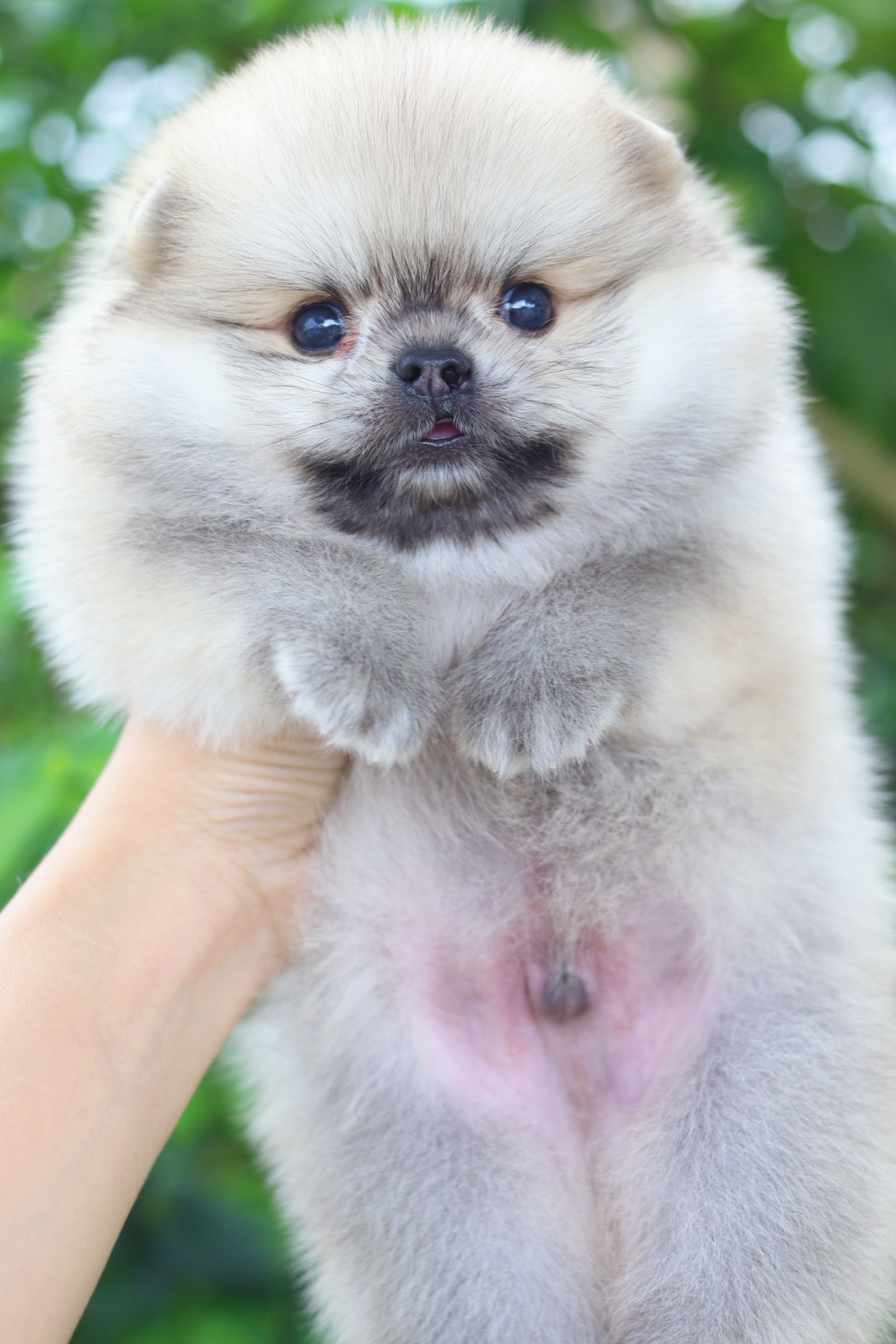 ปอมเมอเรเนียน เพศผู้ สีส้ม มีตำหนิ