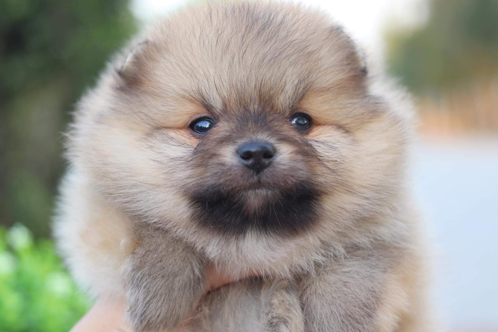 ปอมเมอเรเนียน เพศผู้