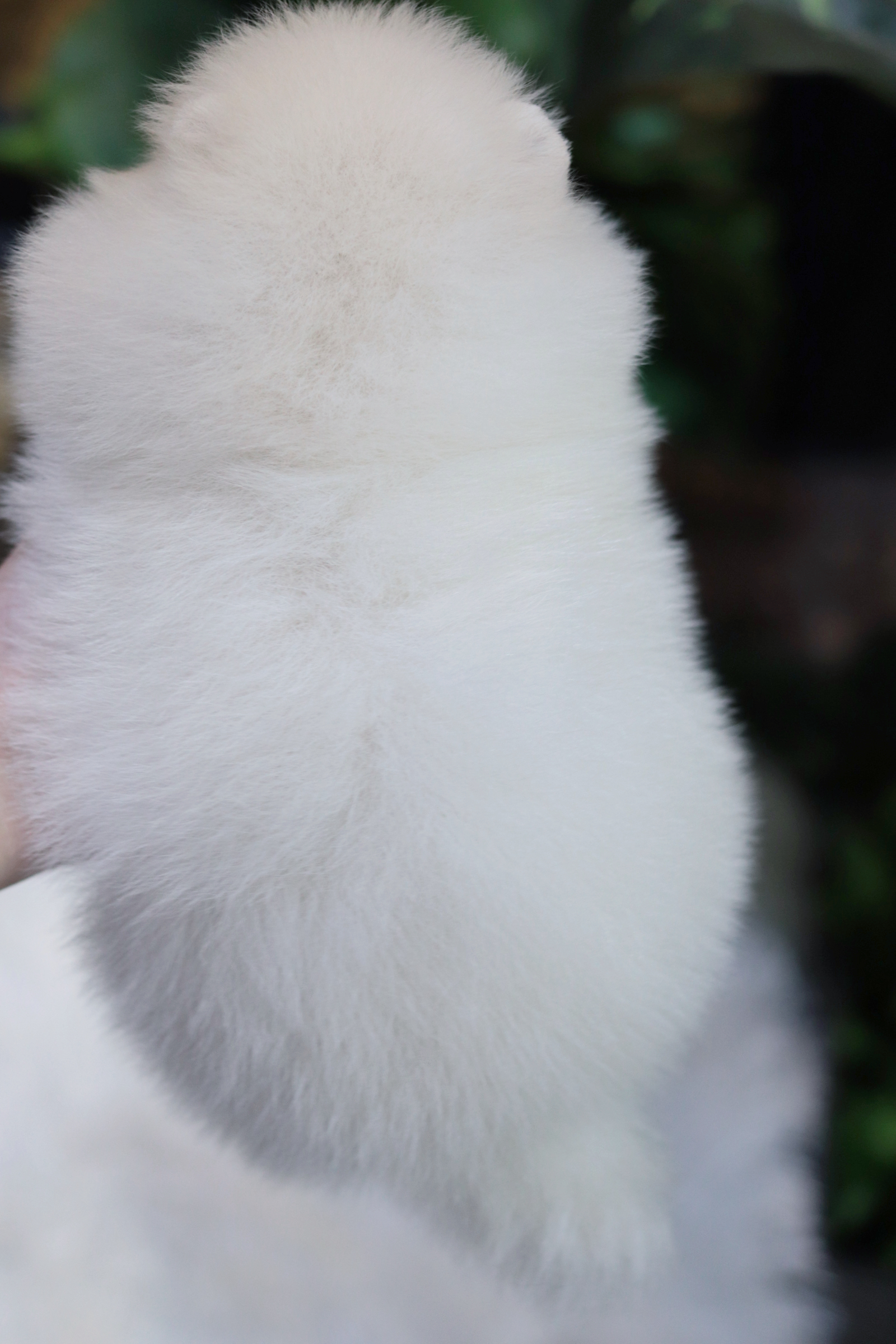 ปอมเมอเรเนียน เพศผู้ สีขาวครีม