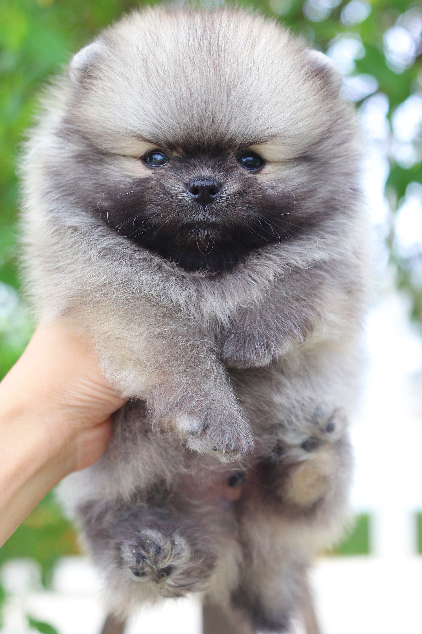 ปอมเมอเรเนียน เพศผู้ สีส้ม