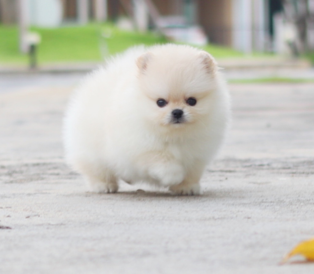 ปอมเมอเรเนียน เพศผู้สีครีมไซส์เล็กเกรดโชว์