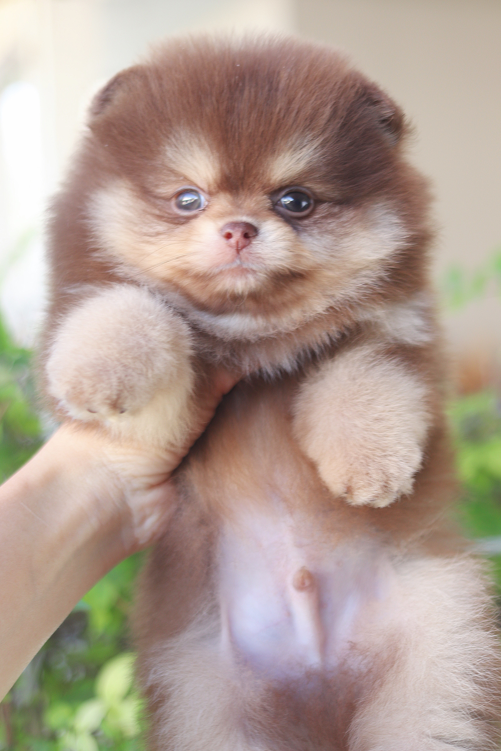 ปอมเมอเรเนียน เพศผู้ สีช็อคแทน เกรดโชว์