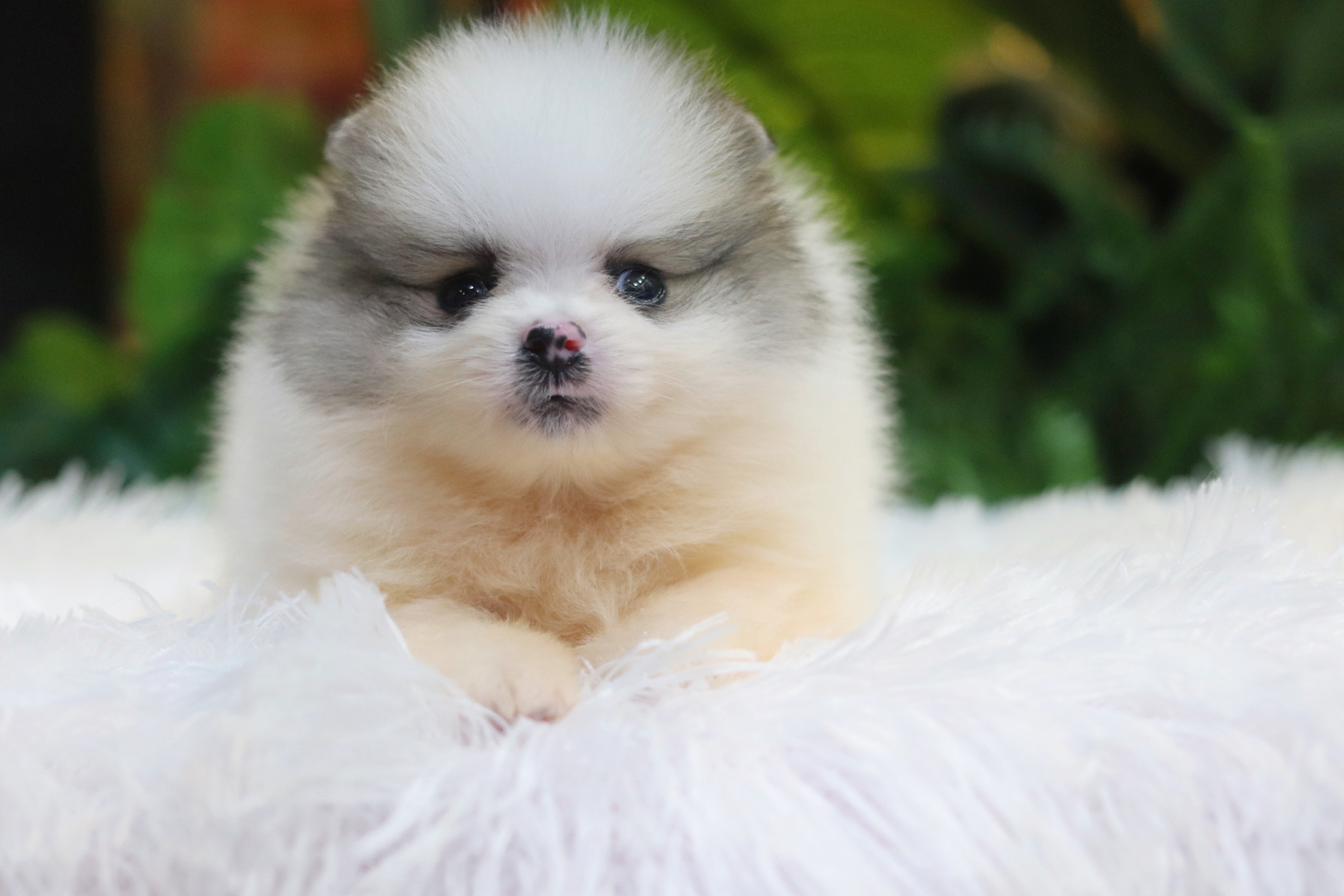 ปอมเมอเรเนียน เพศผู้ สีแฟนซี