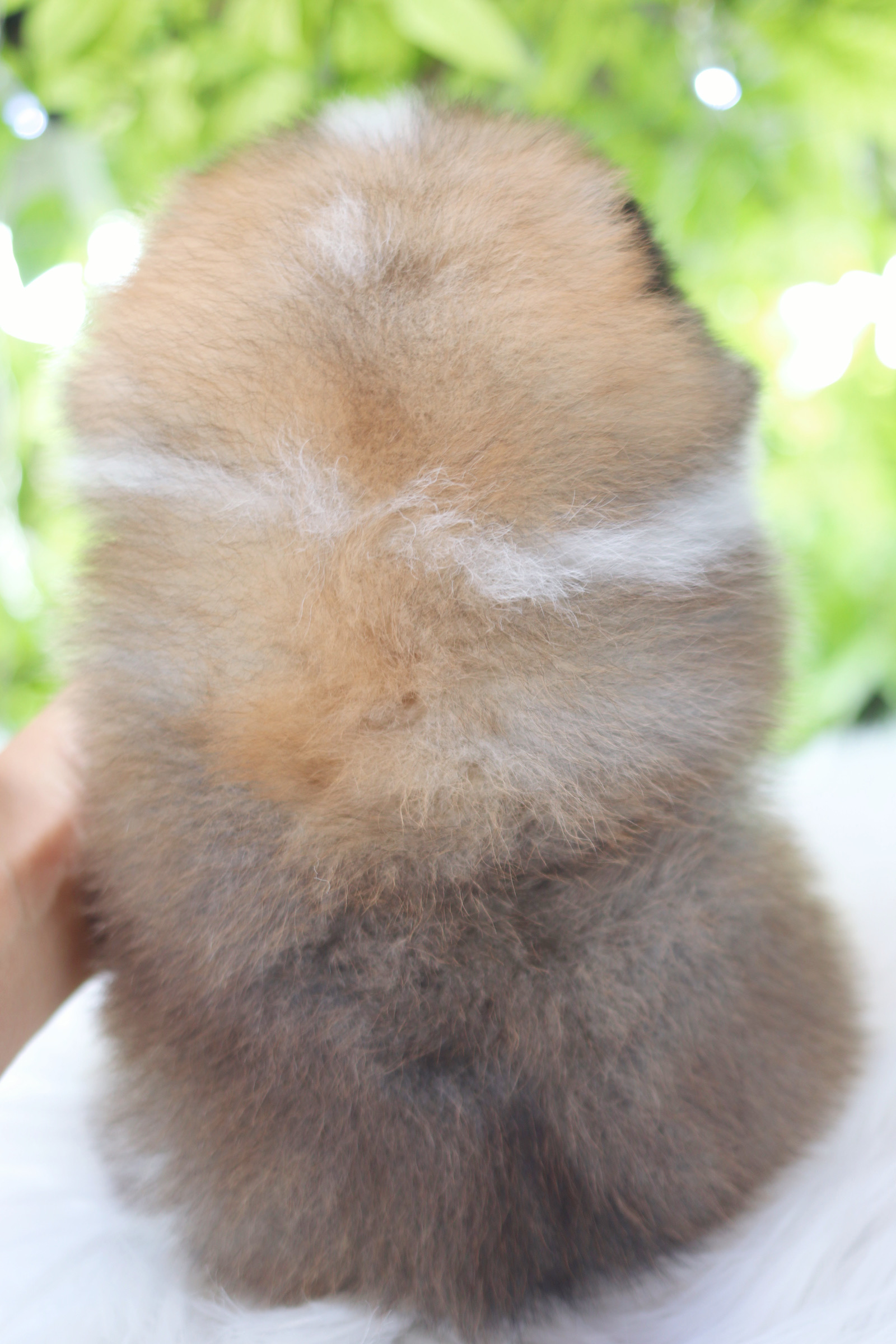 ปอมเมอเรเนียน เพศผู้สีแฟนซีเกรดโชว์