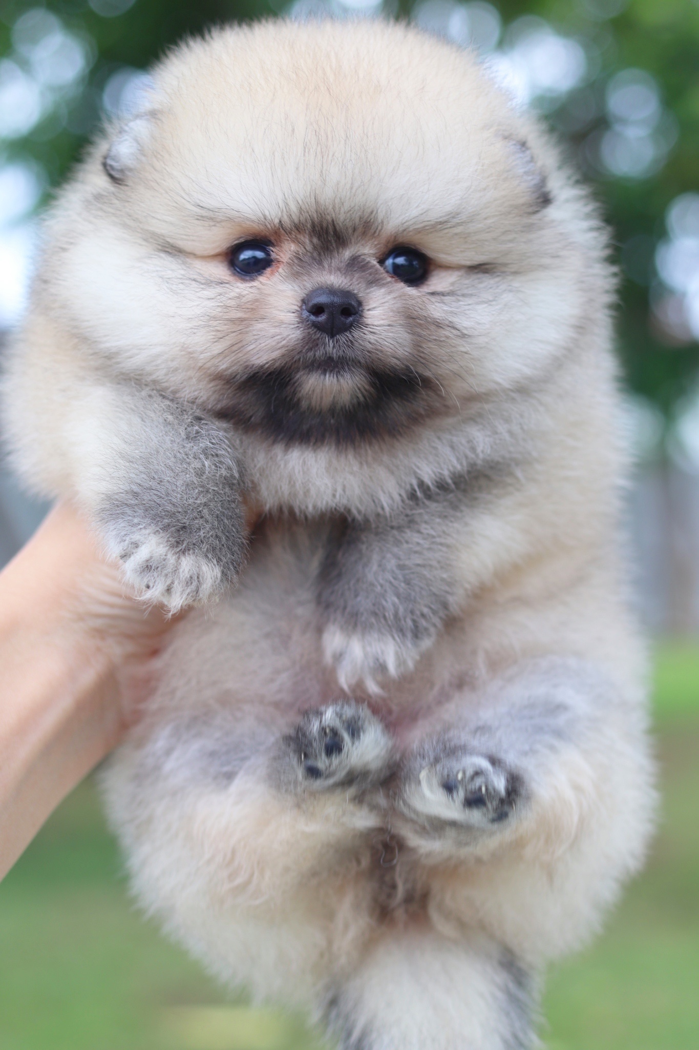 ปอมเมอเรเนียน เพศเมียสีส้ม