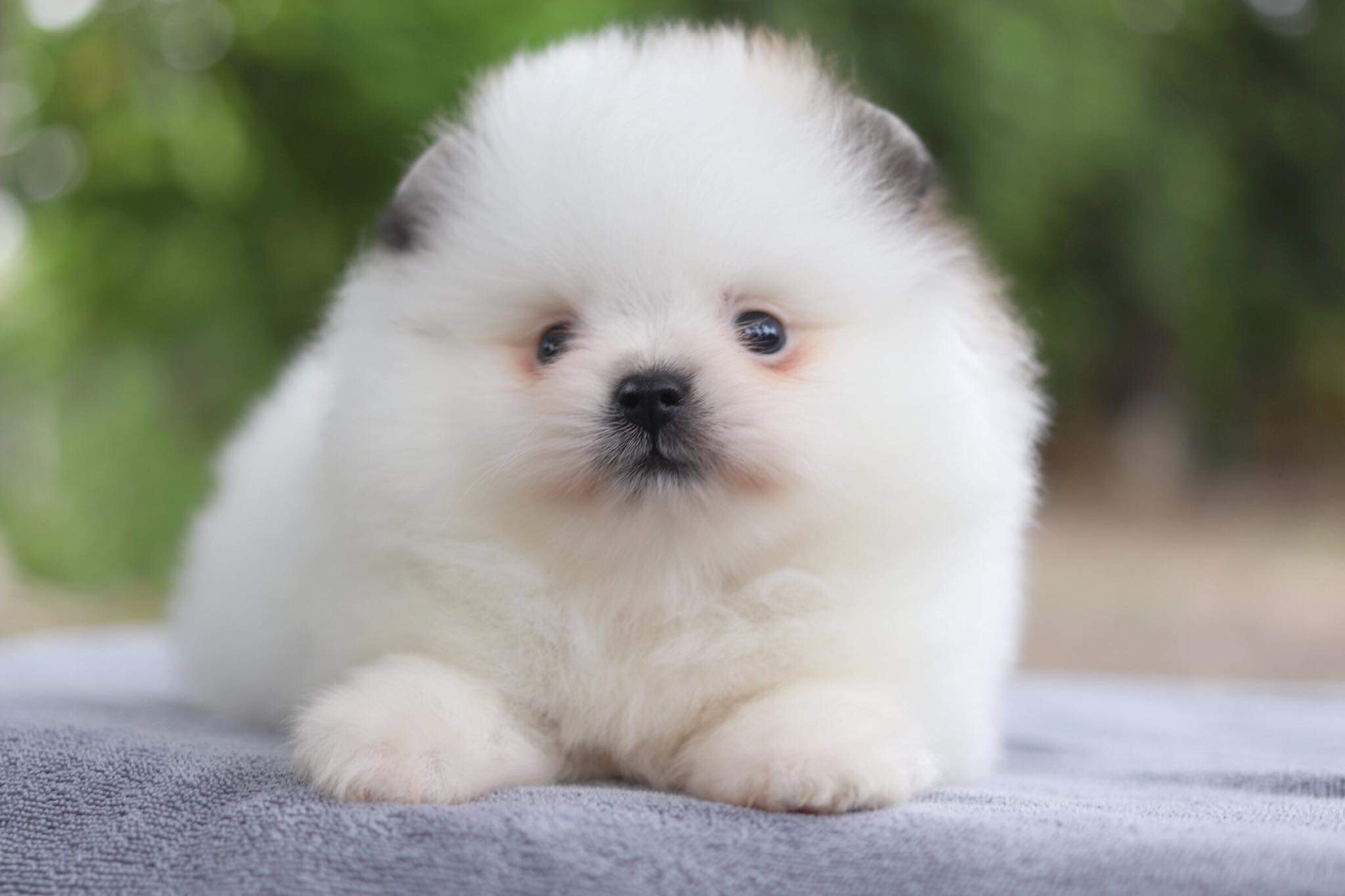 ปอมเมอเรเนียน เพศเมีย