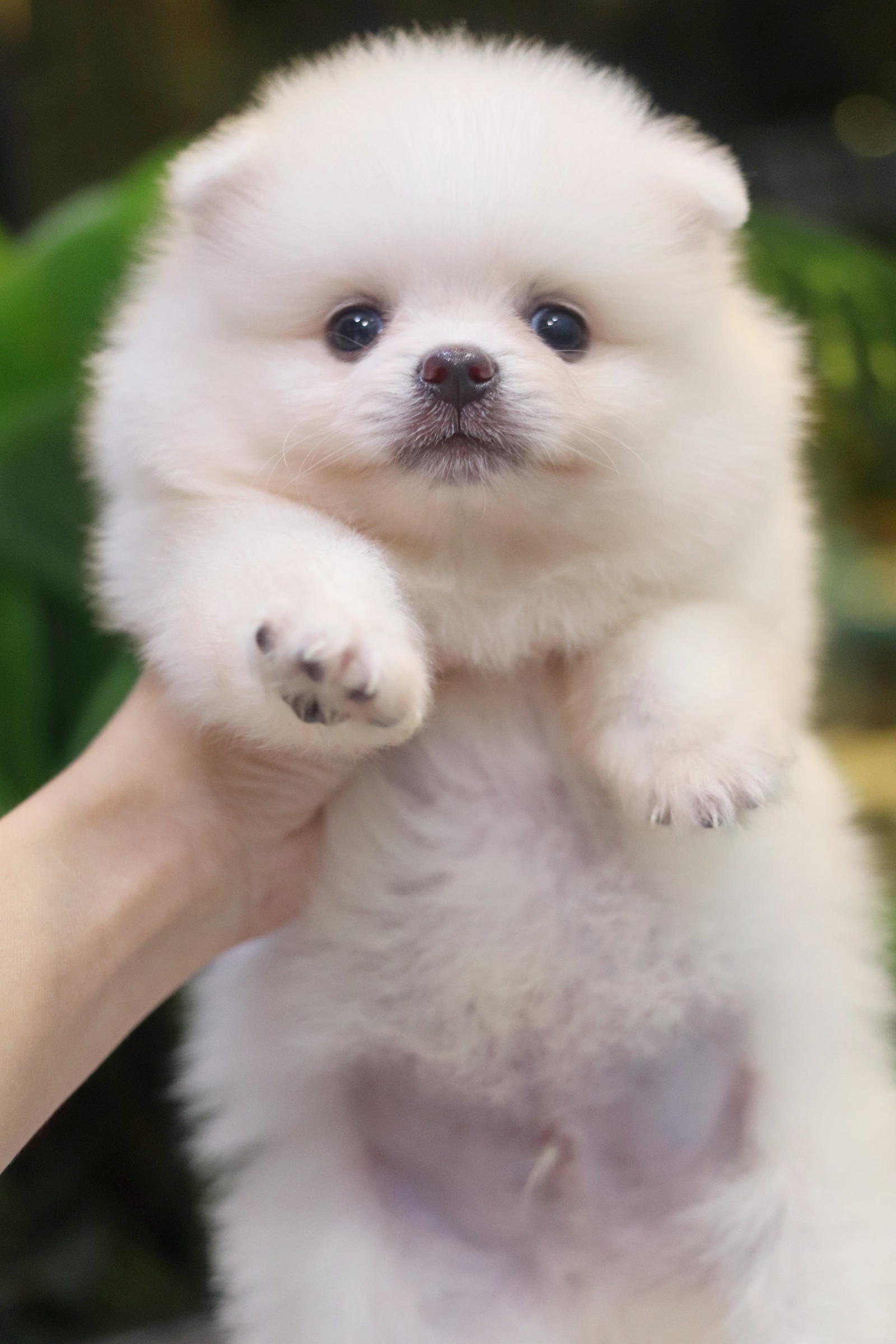 ปอมเมอเรเนียน เพศผู้ ขาวครีม